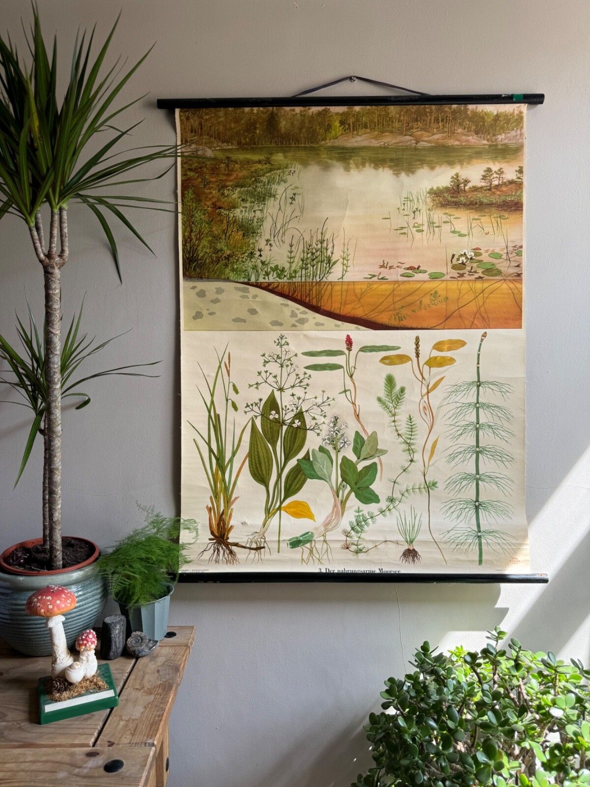 Vintage School Chart Of The Nutrient Poor Moorland Lake Botanical Poster Geology