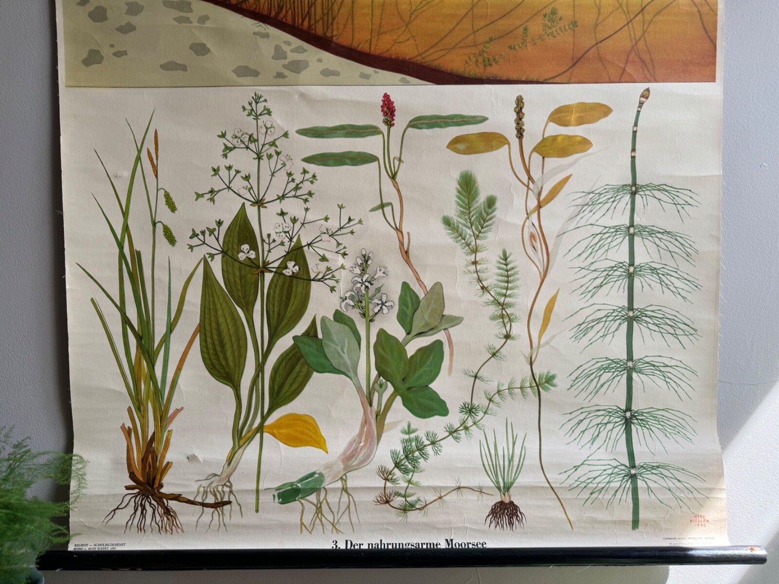 Vintage School Chart Of The Nutrient Poor Moorland Lake Botanical Poster Geology photo Art