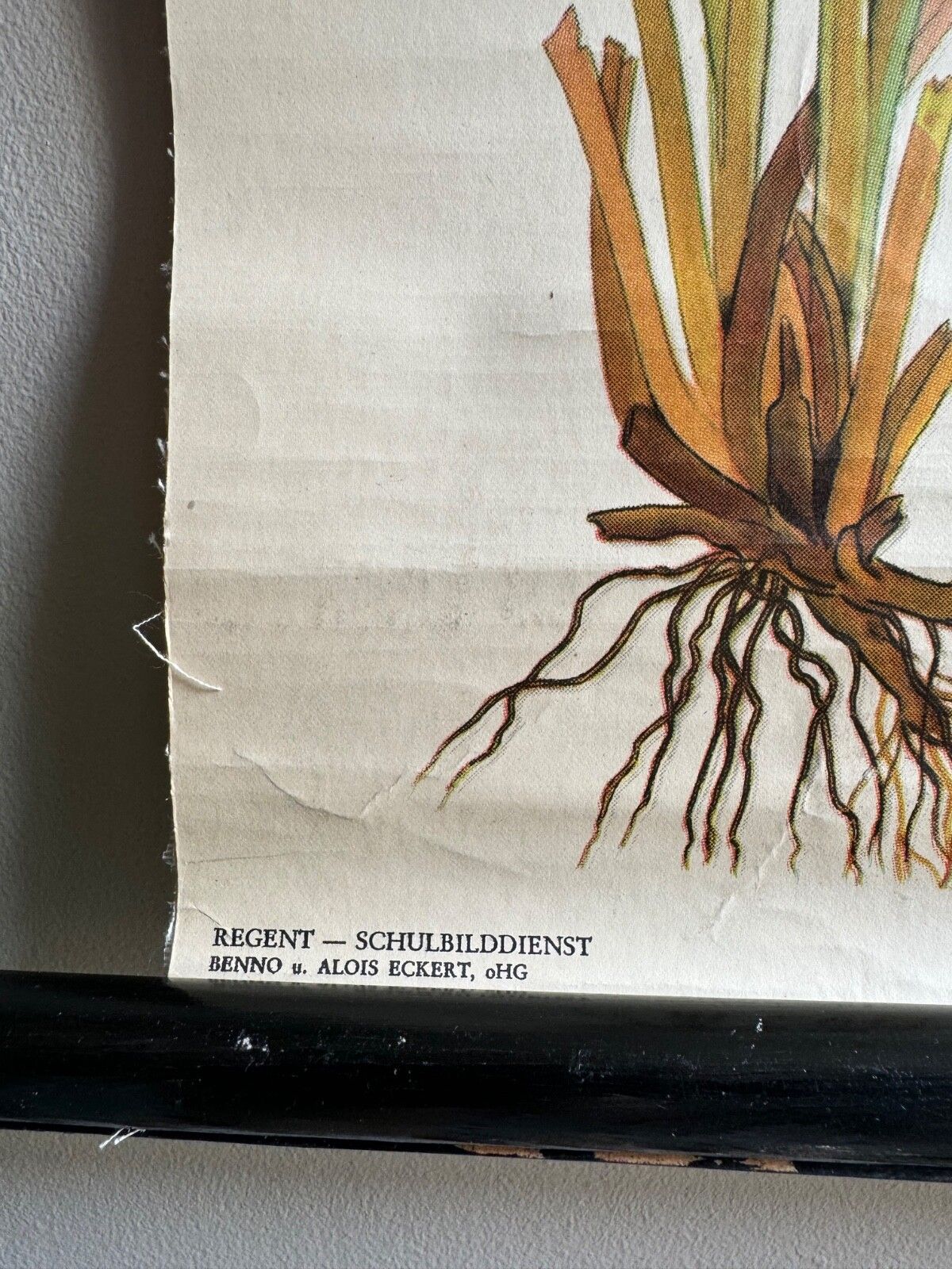 Vintage School Chart Of The Nutrient Poor Moorland Lake Botanical Poster Geology photo buy