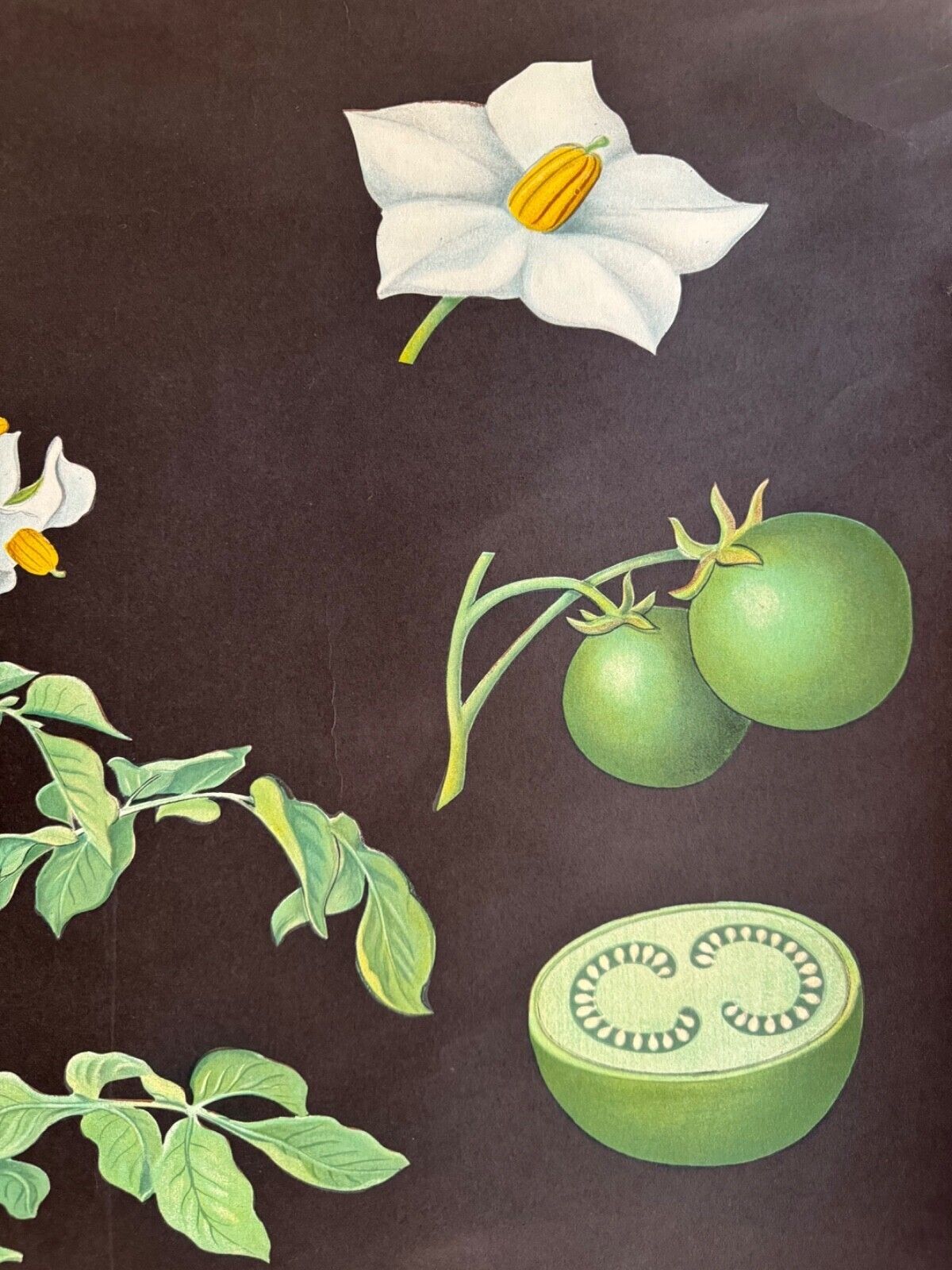 photo buy Vintage Potato School Chart Jung Koch Quentell Poster Botanical Educational
