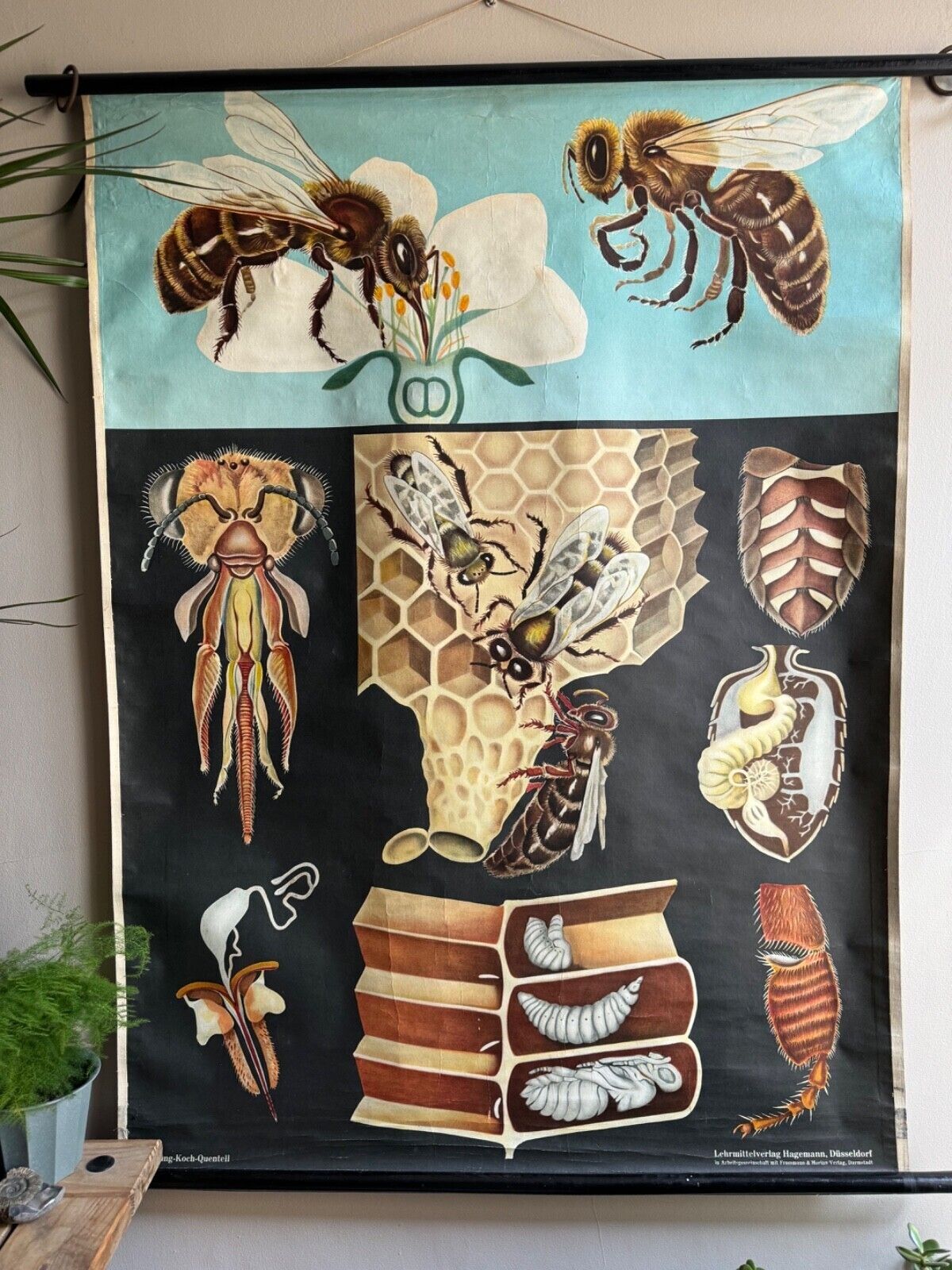 Vintage Honey Bee School Chart Jung Koch Quentell Educational. Anatomy Zoology photo for sale