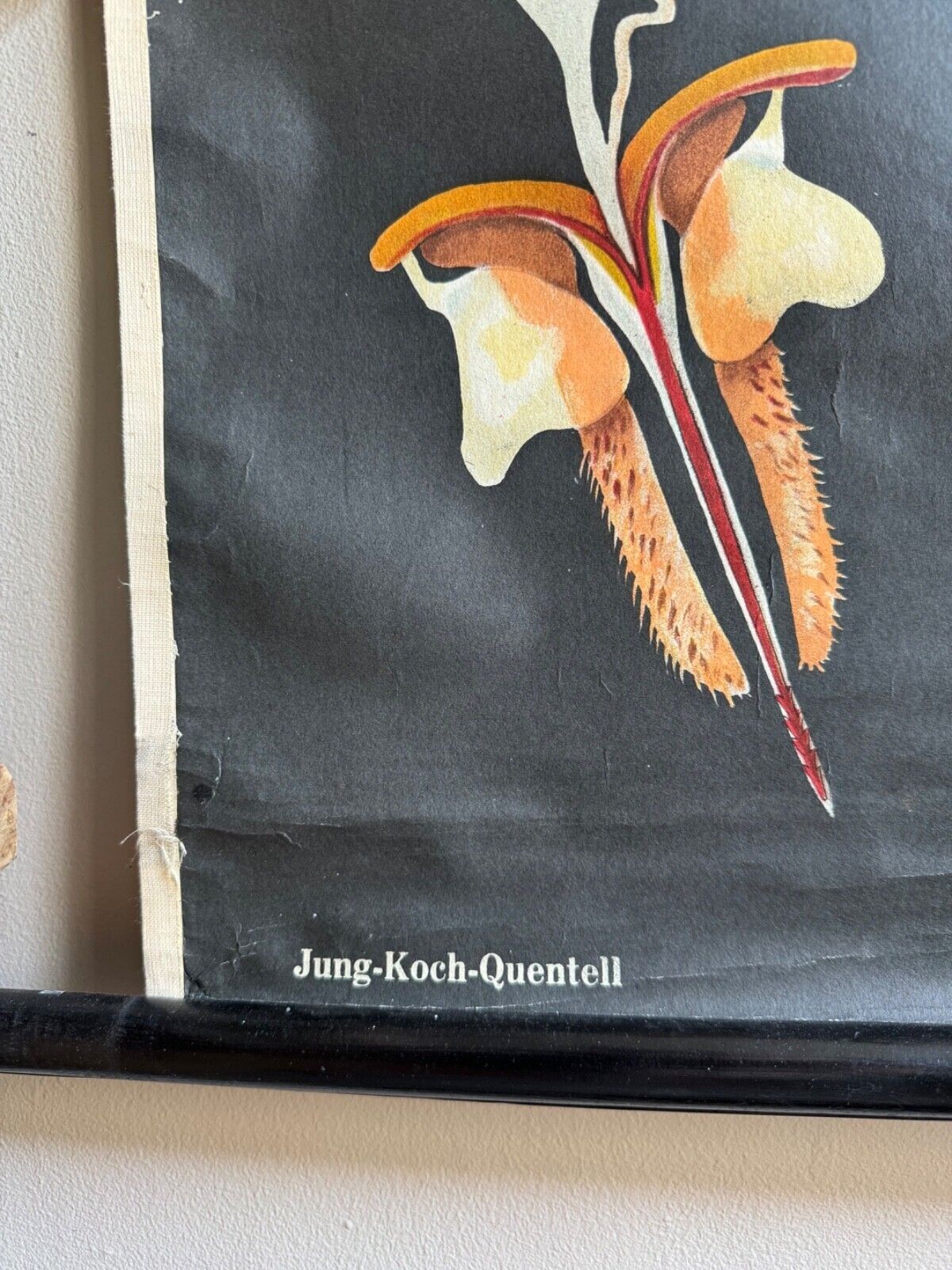 Vintage Honey Bee School Chart Jung Koch Quentell Educational. Anatomy Zoology photo buy