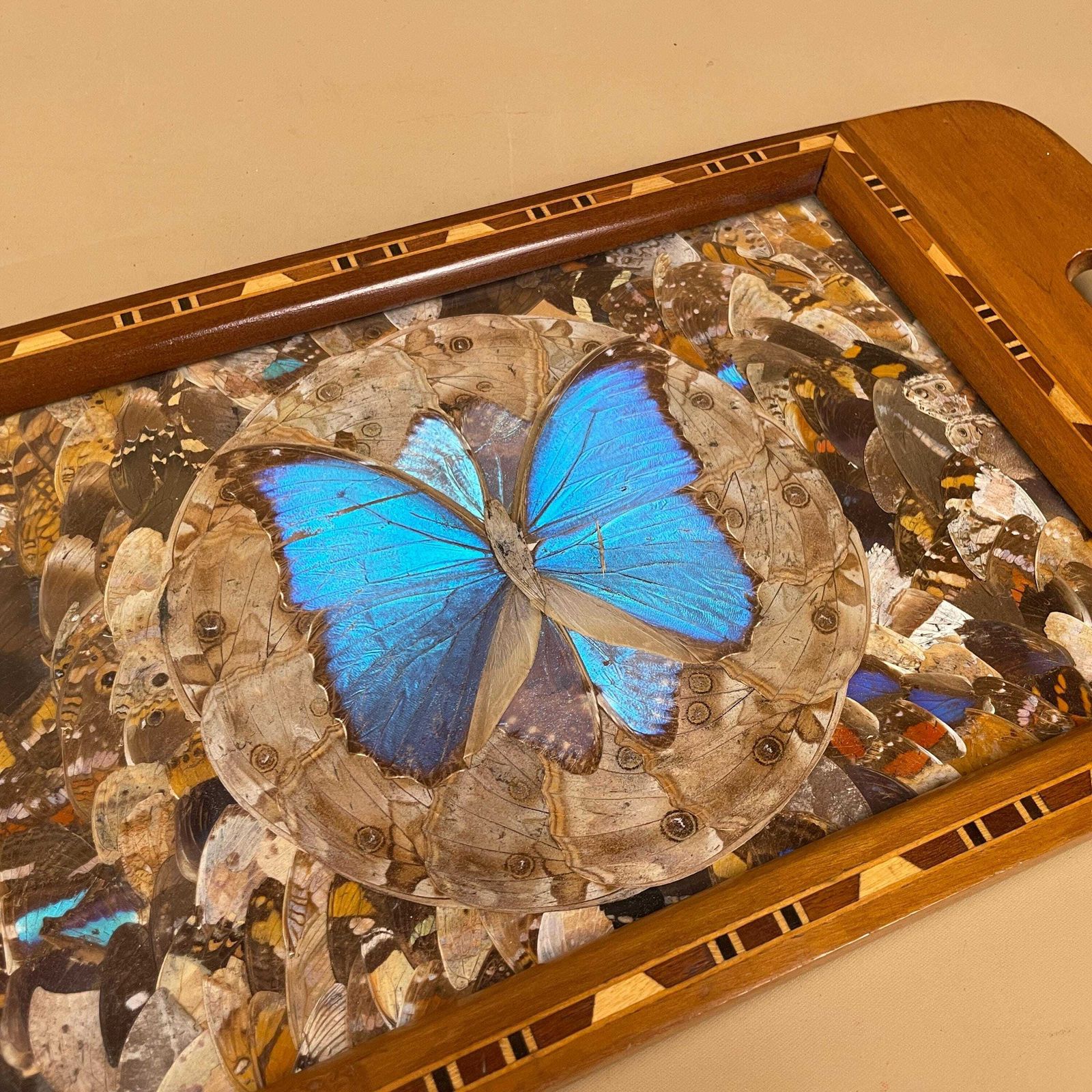 Vintage Wooden Tray Blue Butterfly Wings Rectangle Wood Marquetry Antique Taxidermy Assorted Butterflies Tea Tray Decorative Serving photo for sale