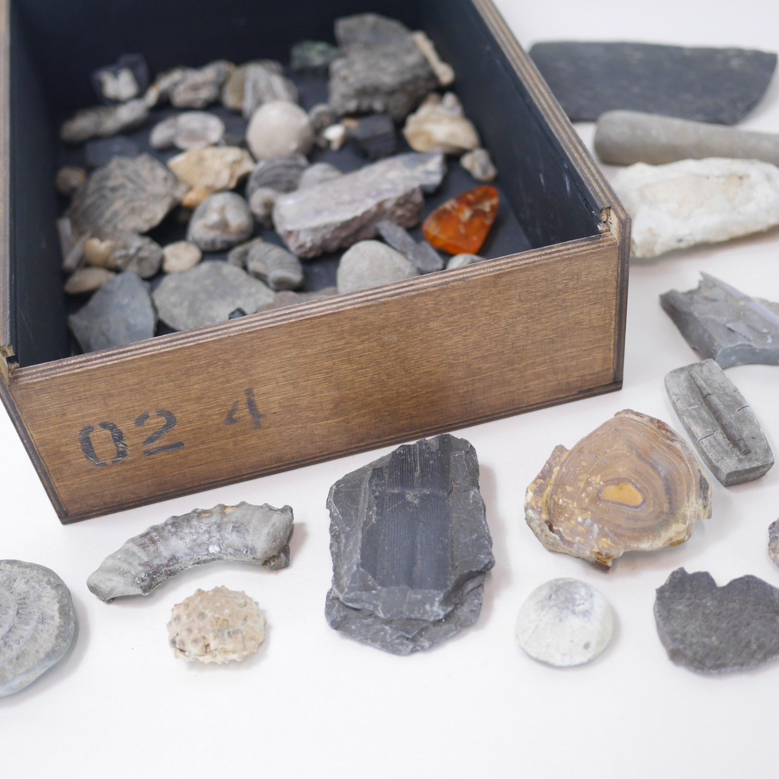 Vintage Collection Fossils Ammonite Petrified Wood Box Book #102947 photo 140.0