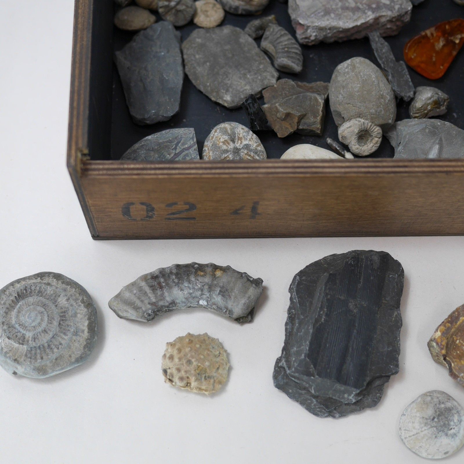 Vintage Collection Fossils Ammonite Petrified Wood Box Book #102947 photo vinterior