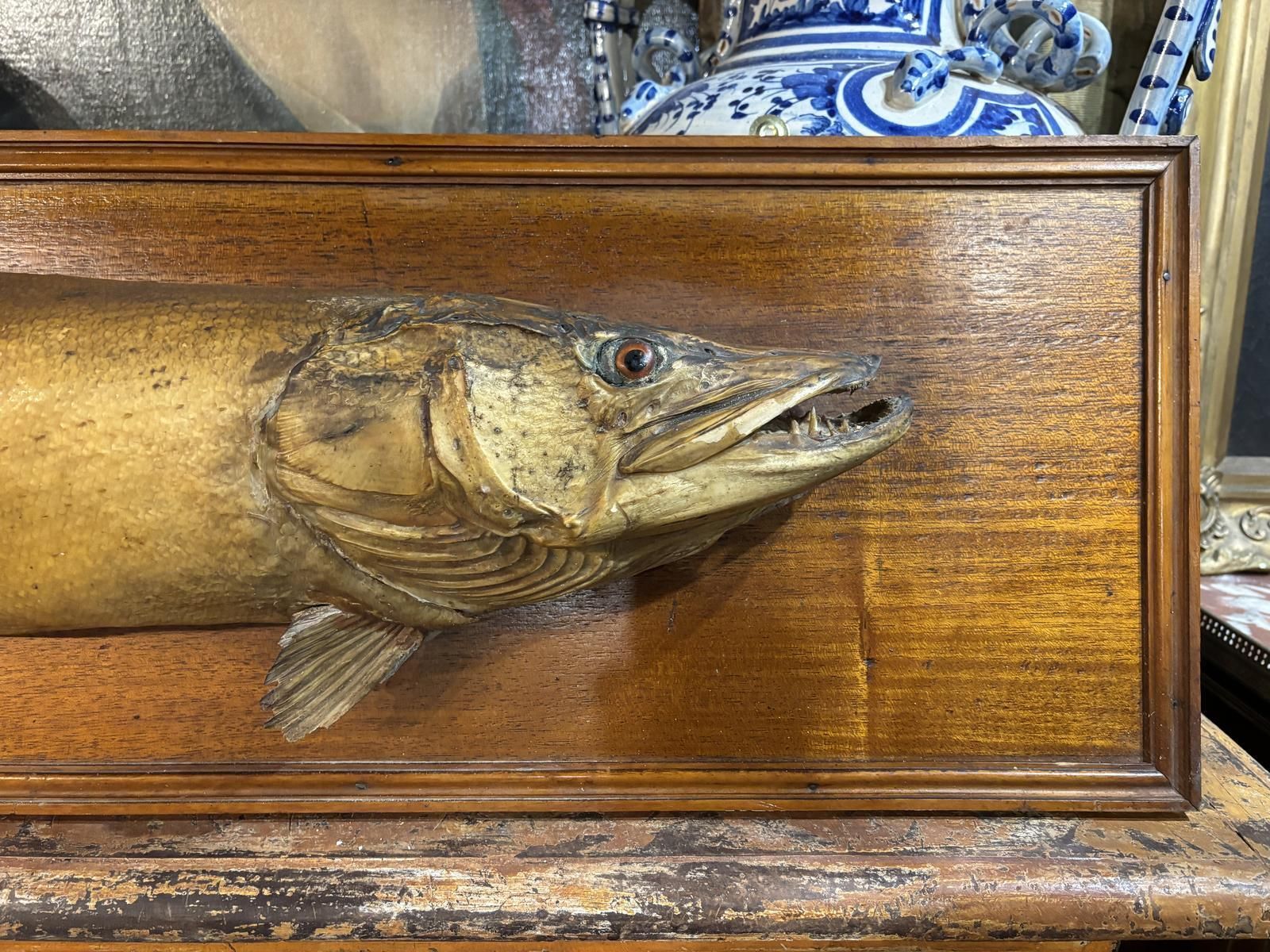 Victorian Taxidermy Pike, 1800s photo for sale