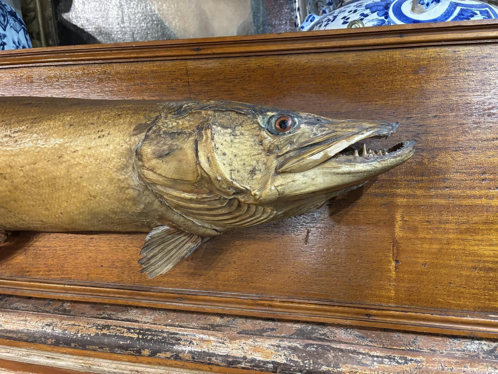 Victorian Taxidermy Pike, 1800s photo 895.0