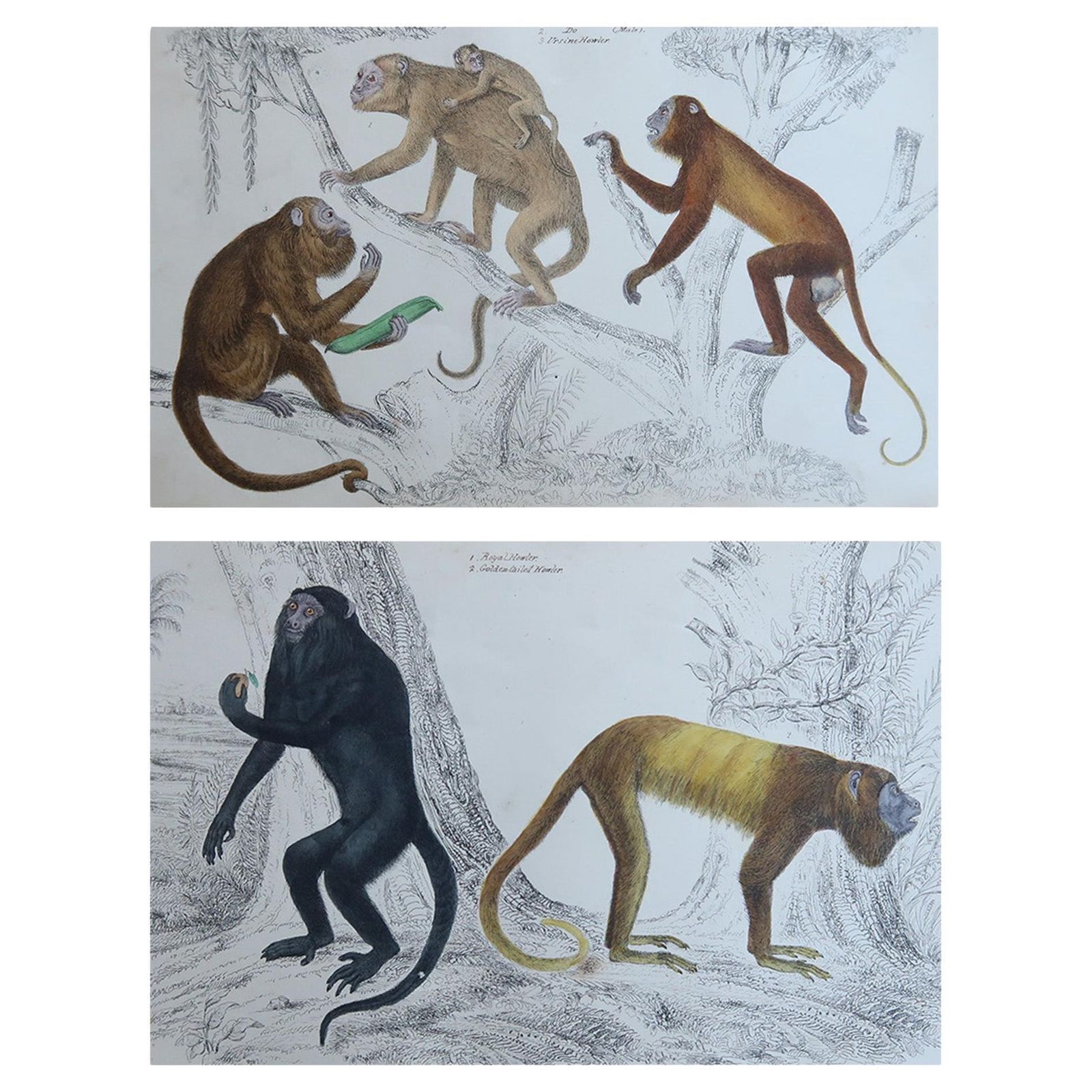 Original Antique Animal Prints, Monkeys, 1847
