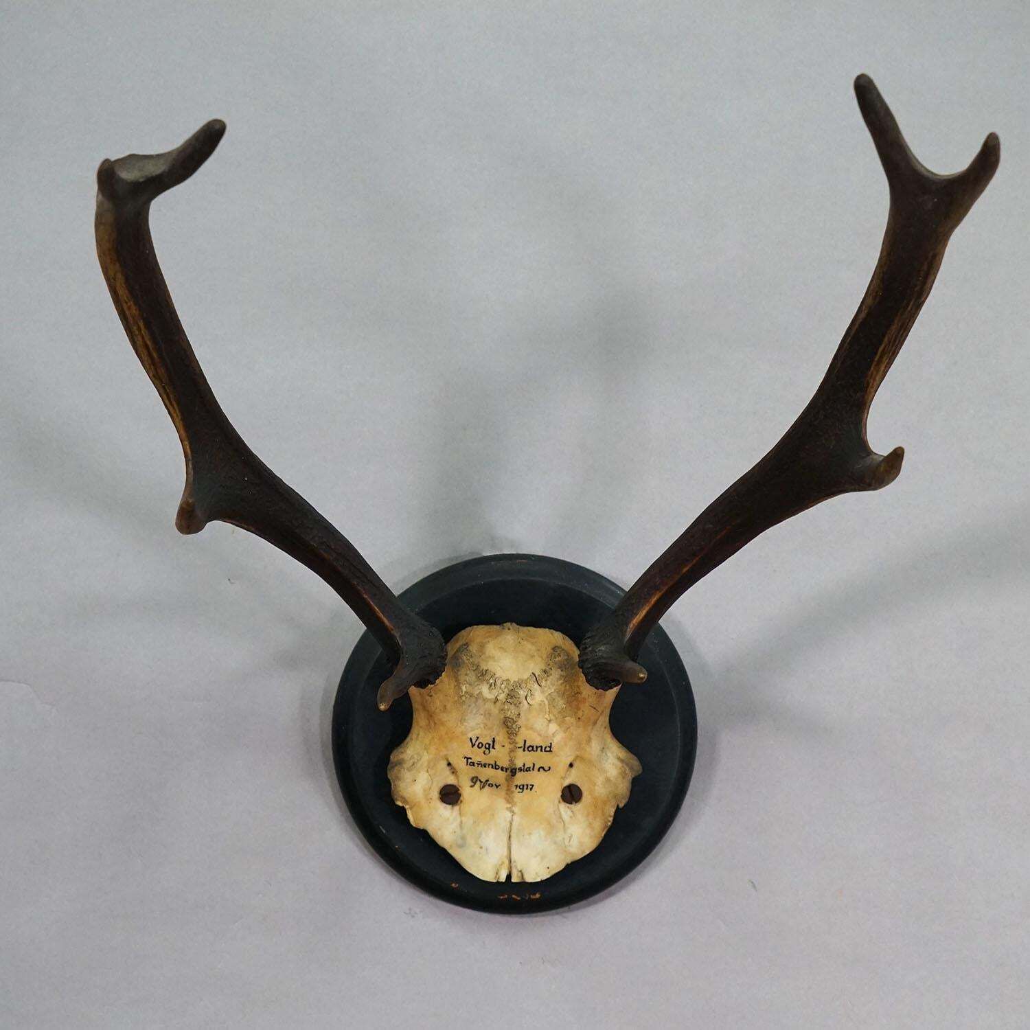 Great Antique Deer Trophy On Wooden Plaque, Germany 1917 photo for sale