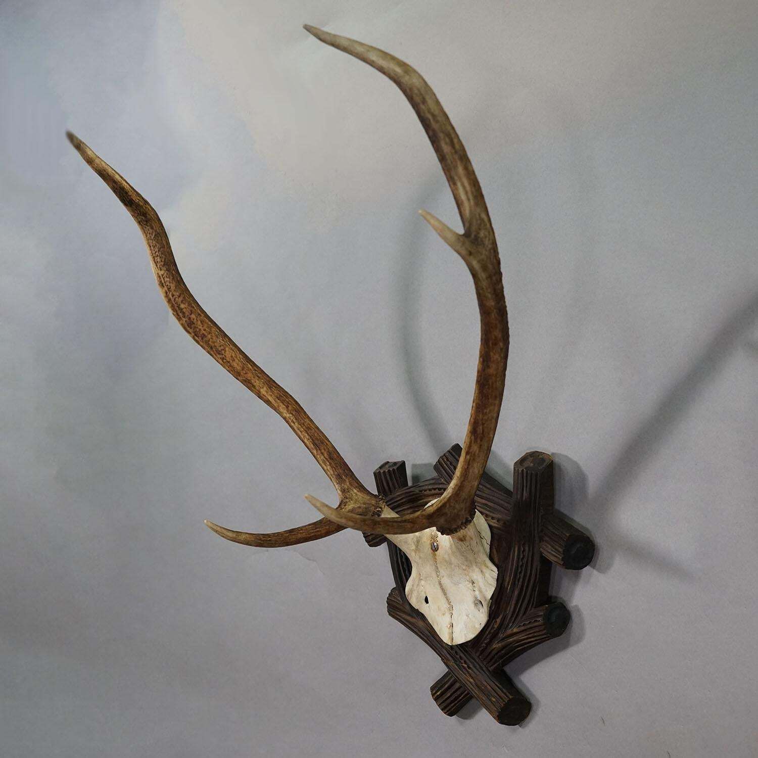Large Black Forest Antique Deer Trophy, Germany 1940s photo for sale