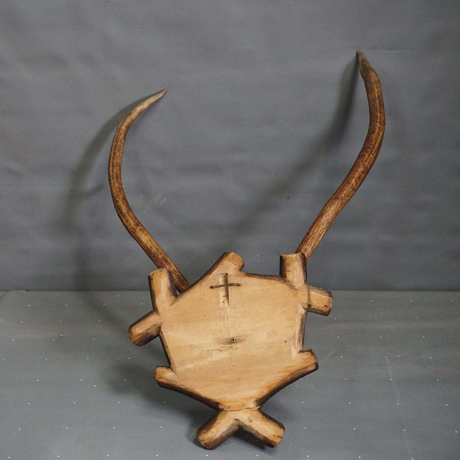 Large Black Forest Antique Deer Trophy, Germany 1940s photo buy