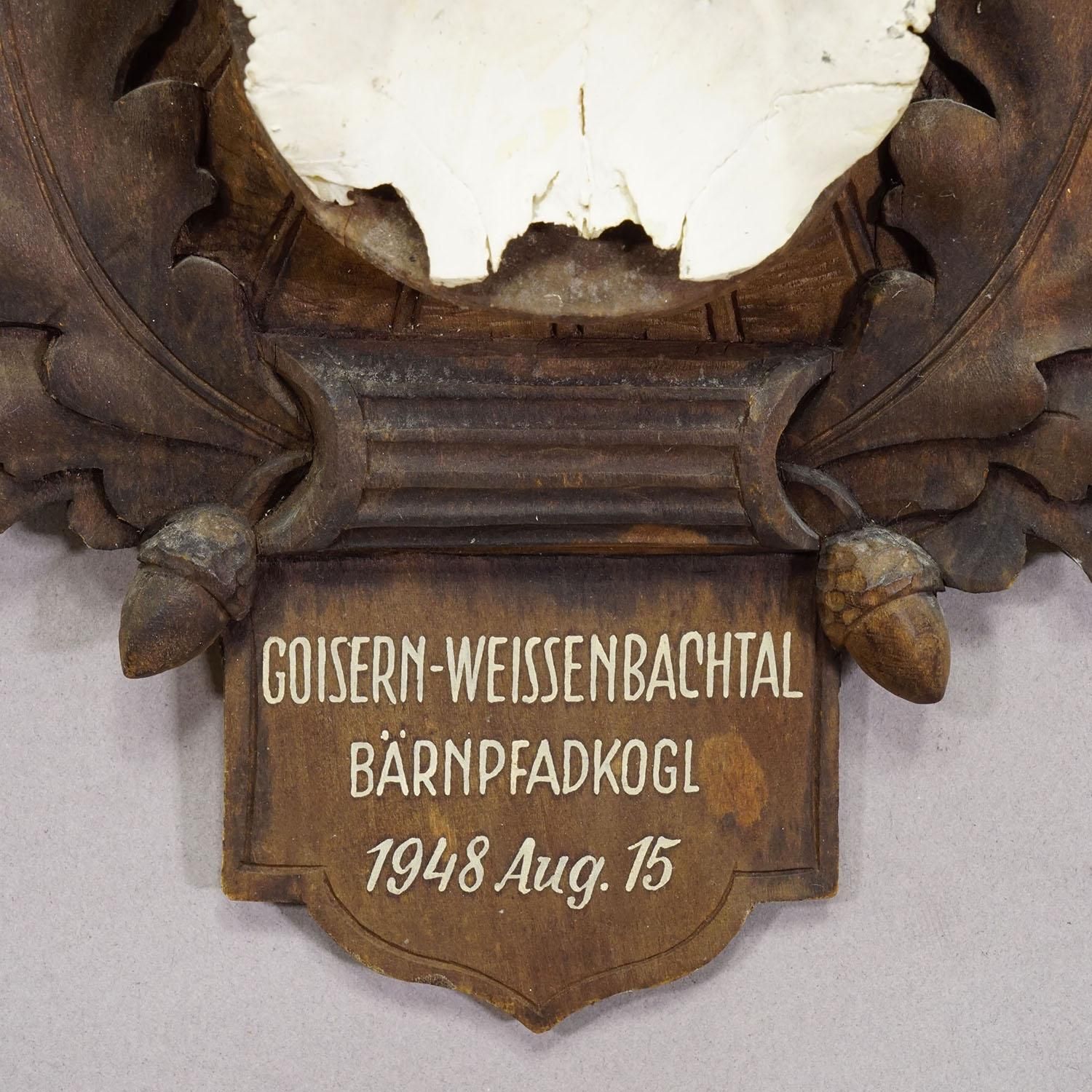 Large Chamois Trophy On Carved Plaque, Austria 1948 photo Home Decor