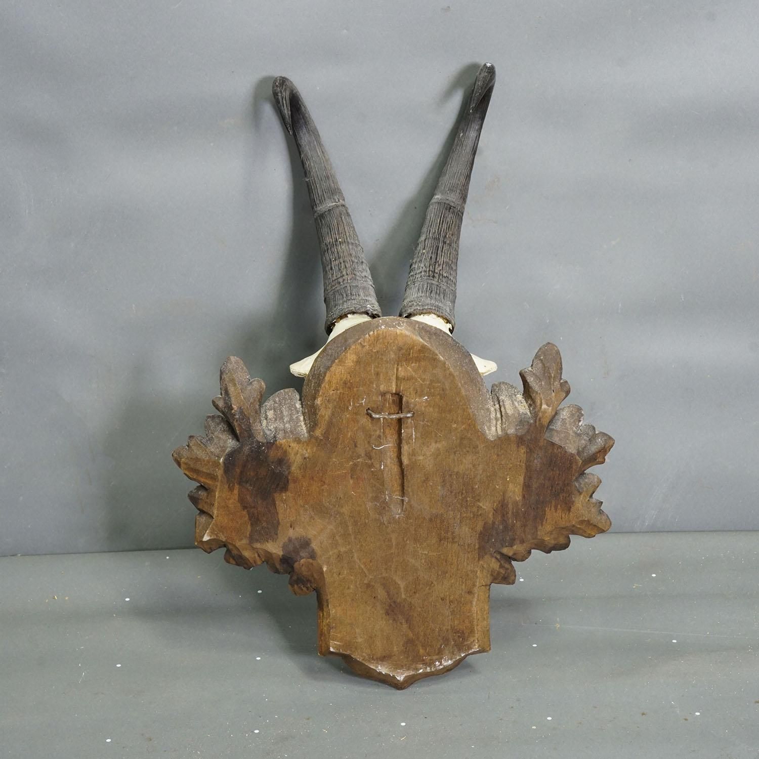 Large Chamois Trophy On Carved Plaque, Austria 1948 photo vinterior