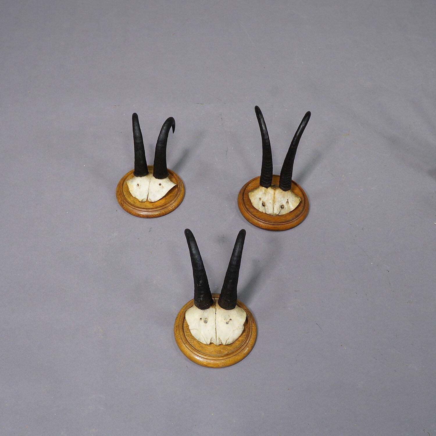 Set Of Six Chamois Trophies On Turned Plaques Germany Ca. 1920s photo Home Decor