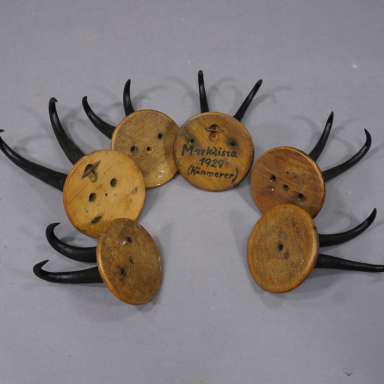 Set Of Six Chamois Trophies On Turned Plaques Germany Ca. 1920s photo buy