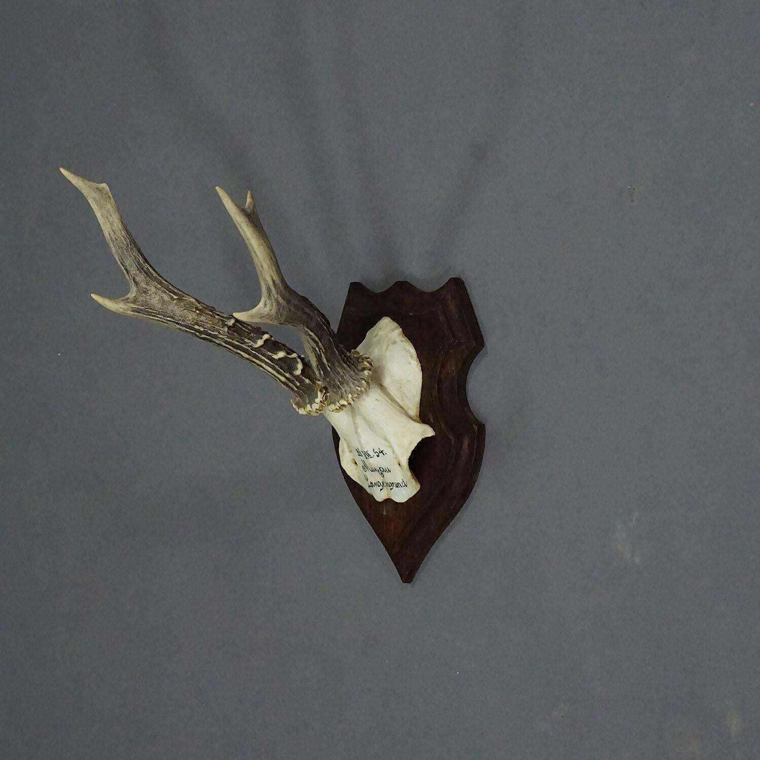 Black Forest Red Deer Trophy On Wooden Plaque 1954 photo furniture