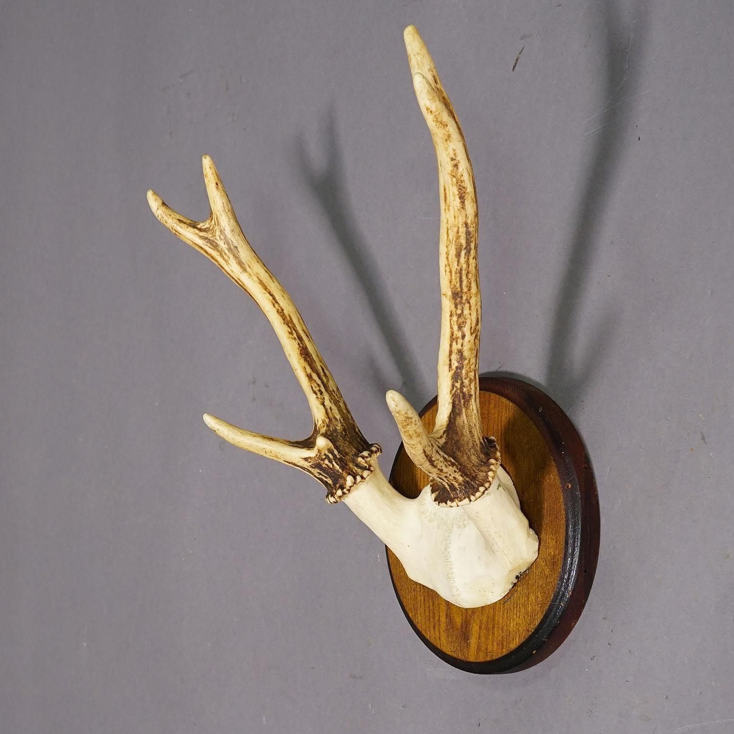 Black Forest Sika Deer Trophy On Wooden Plaque   Germany Ca. 1950s photo Home Decor