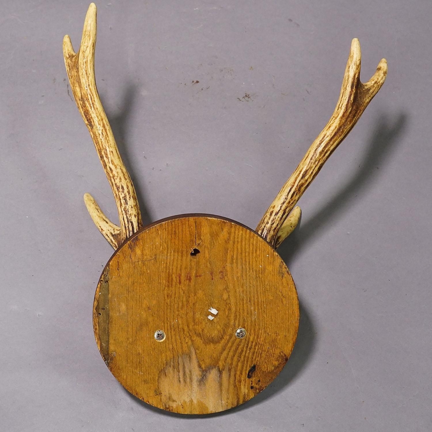Black Forest Sika Deer Trophy On Wooden Plaque   Germany Ca. 1950s photo 207.0