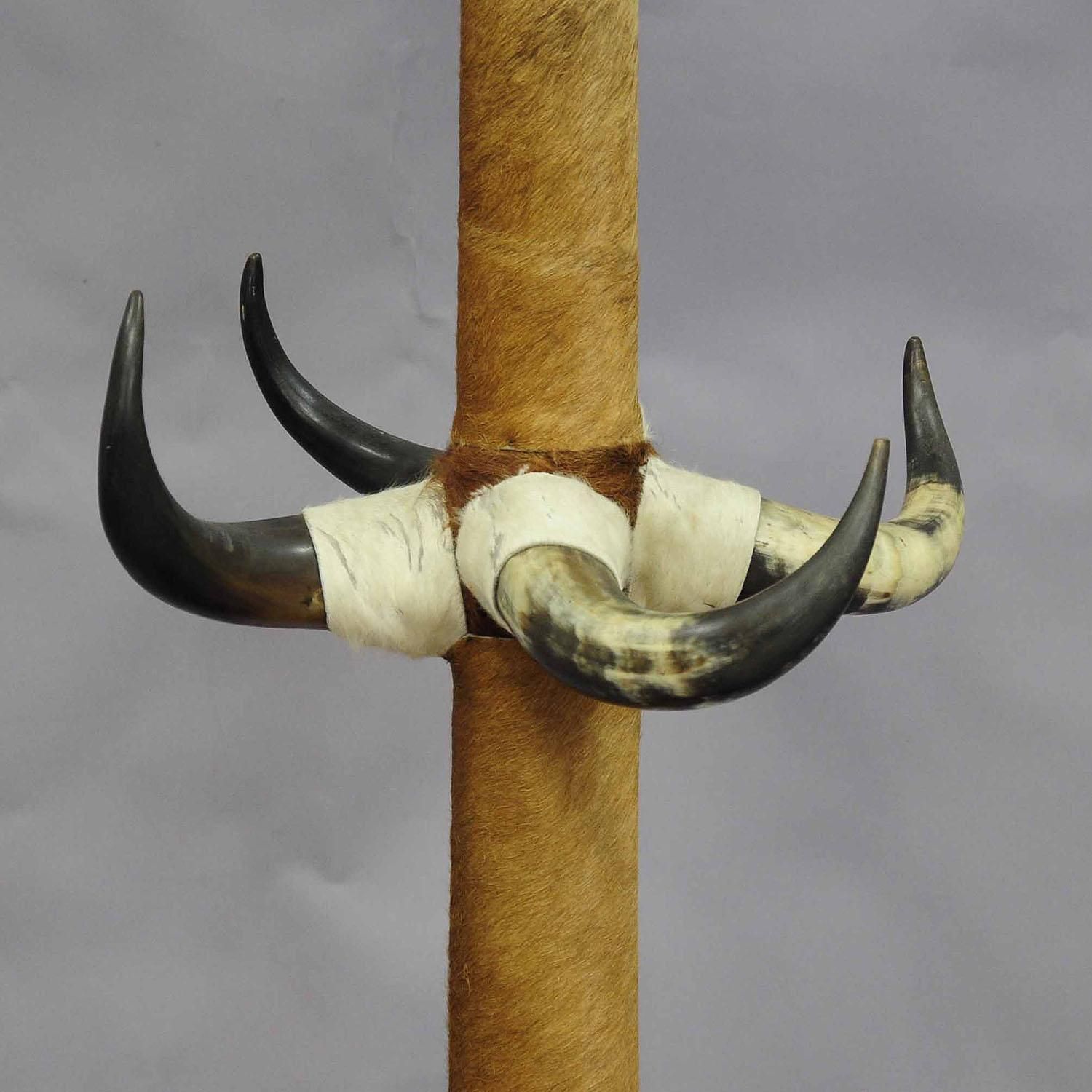 Antique Bull Horn Hall Stand With Cow Fur Ca. 1870 photo Home Decor