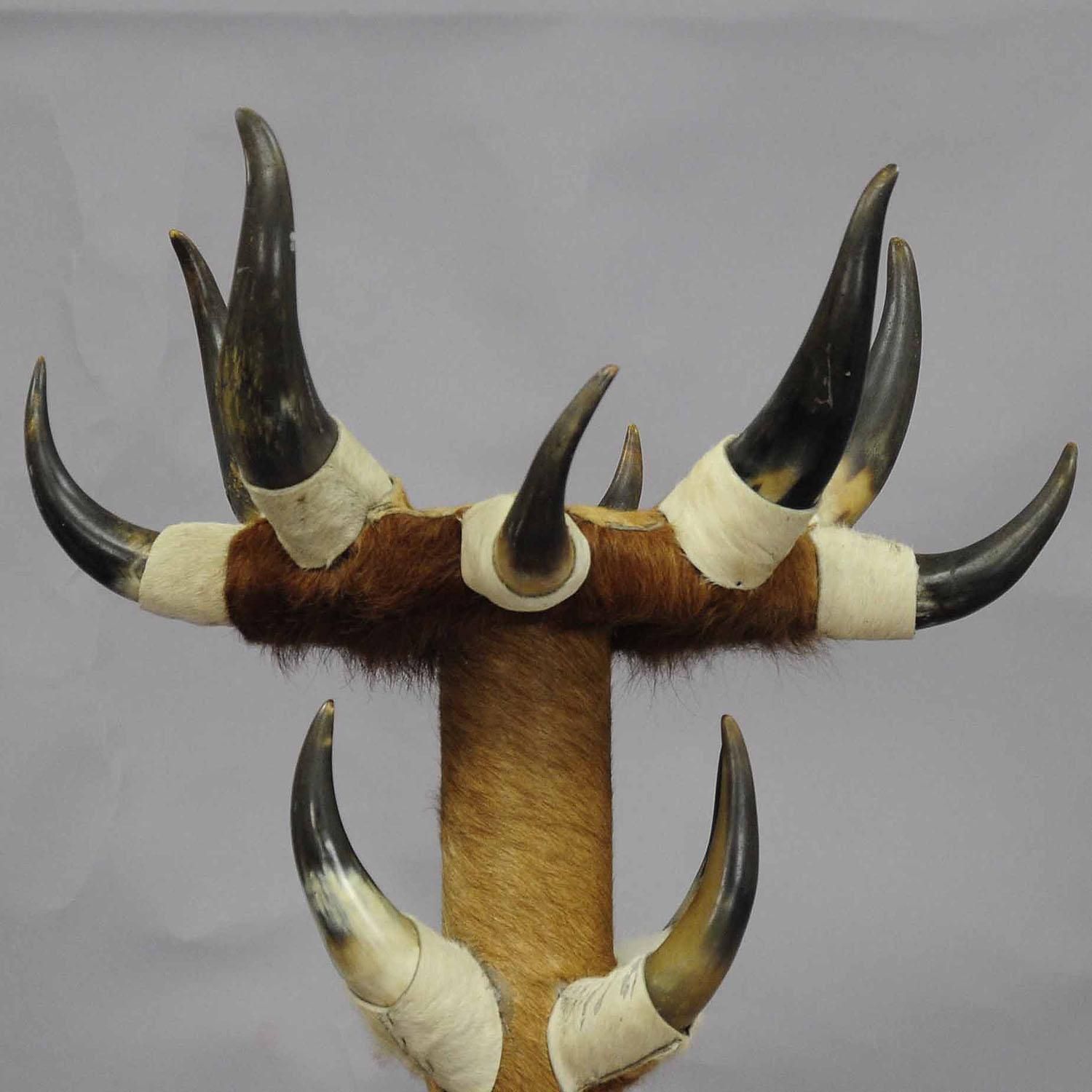Antique Bull Horn Hall Stand With Cow Fur Ca. 1870 photo 2070.0