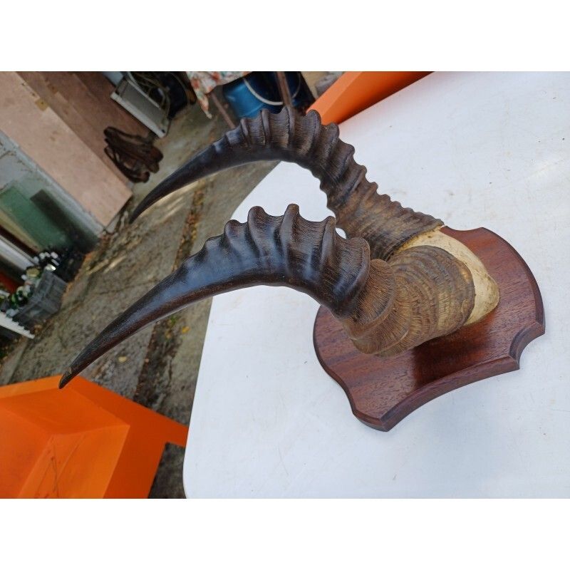 African Gazelle Horn Massacre (Hartebeest) photo furniture