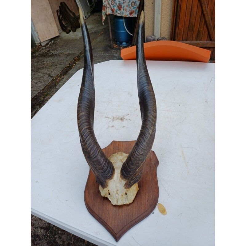 African Gazelle Horn Massacre (Bushbuck)