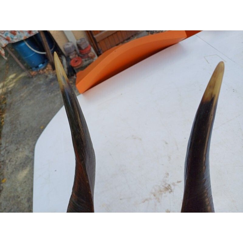 African Gazelle Horn Massacre (Bushbuck) photo 129.0