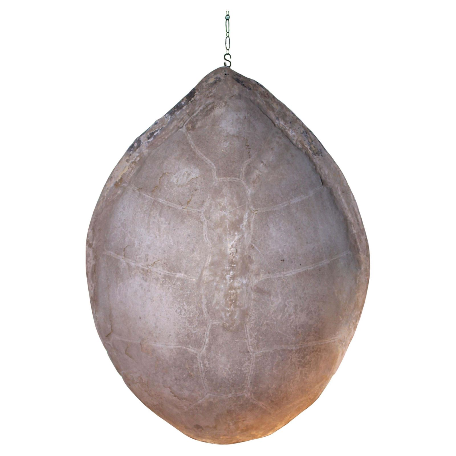 Huge Faux Carapace Giant South American Amazonian River Turtle Shell