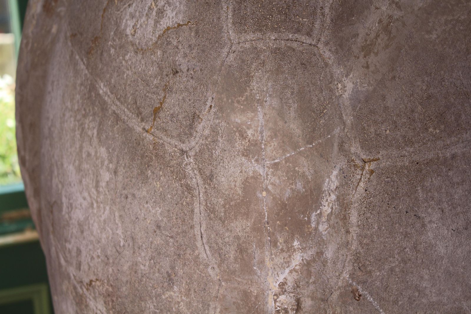Huge Faux Carapace Giant South American Amazonian River Turtle Shell photo Art