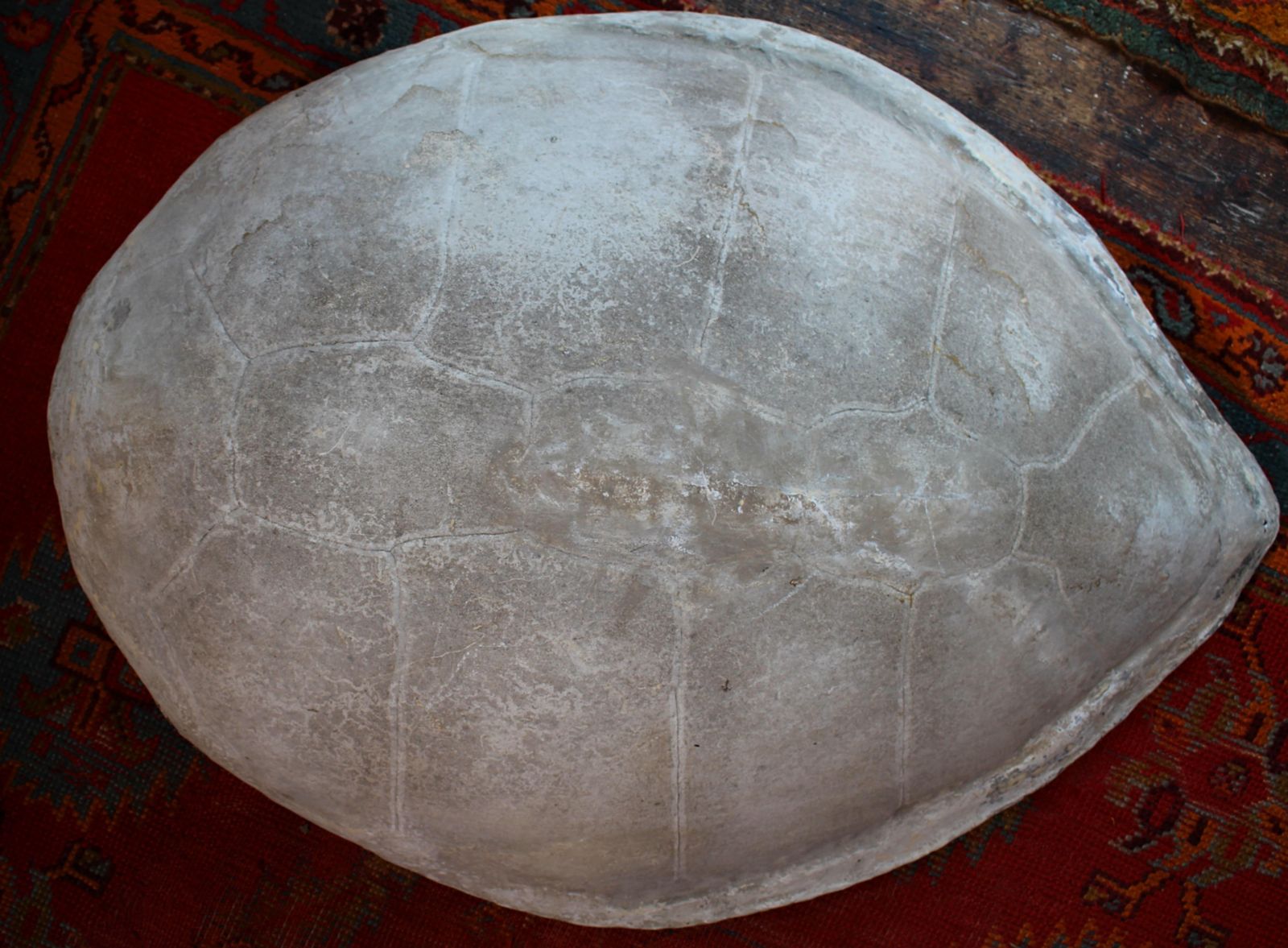 2342.0 Huge Faux Carapace Giant South American Amazonian River Turtle Shell photo