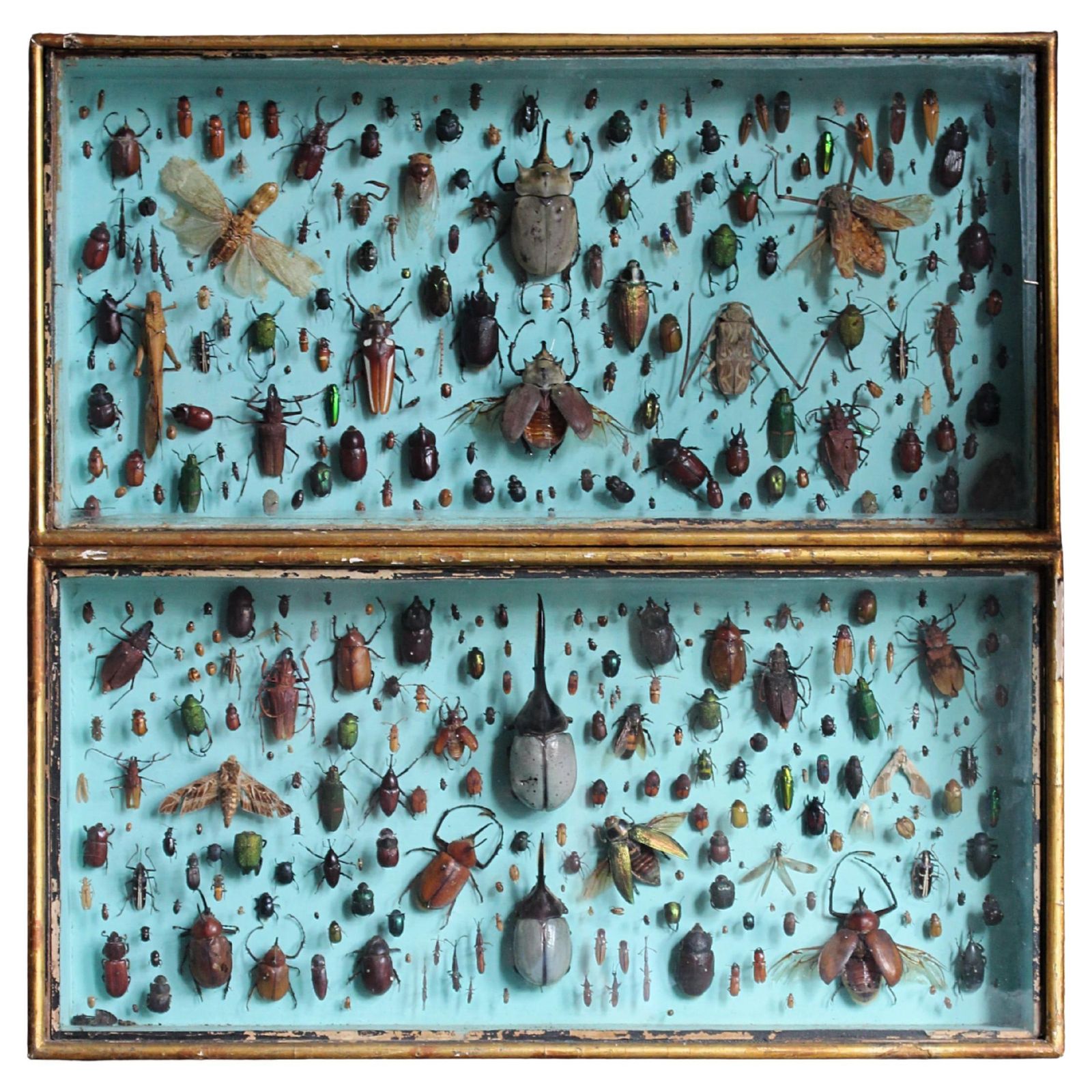 Pair Of Entomology Specimen Display Cases By J T Stockall London Taxidermy Curio