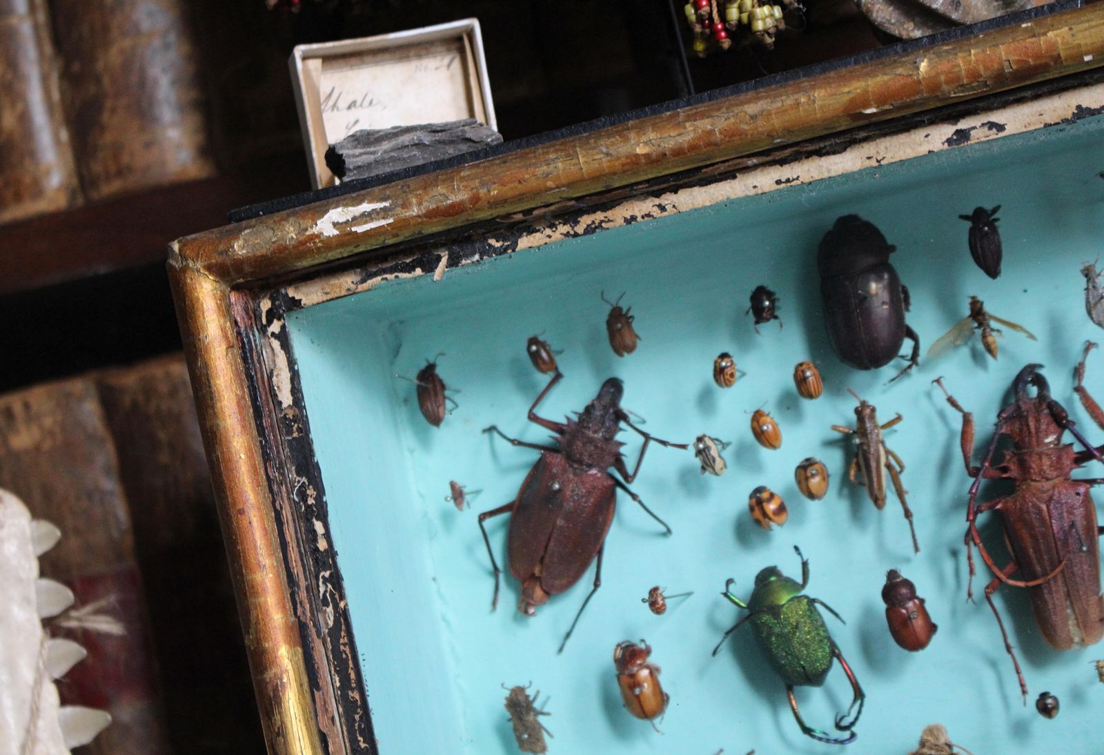 Pair Of Entomology Specimen Display Cases By J T Stockall London Taxidermy Curio photo vinterior