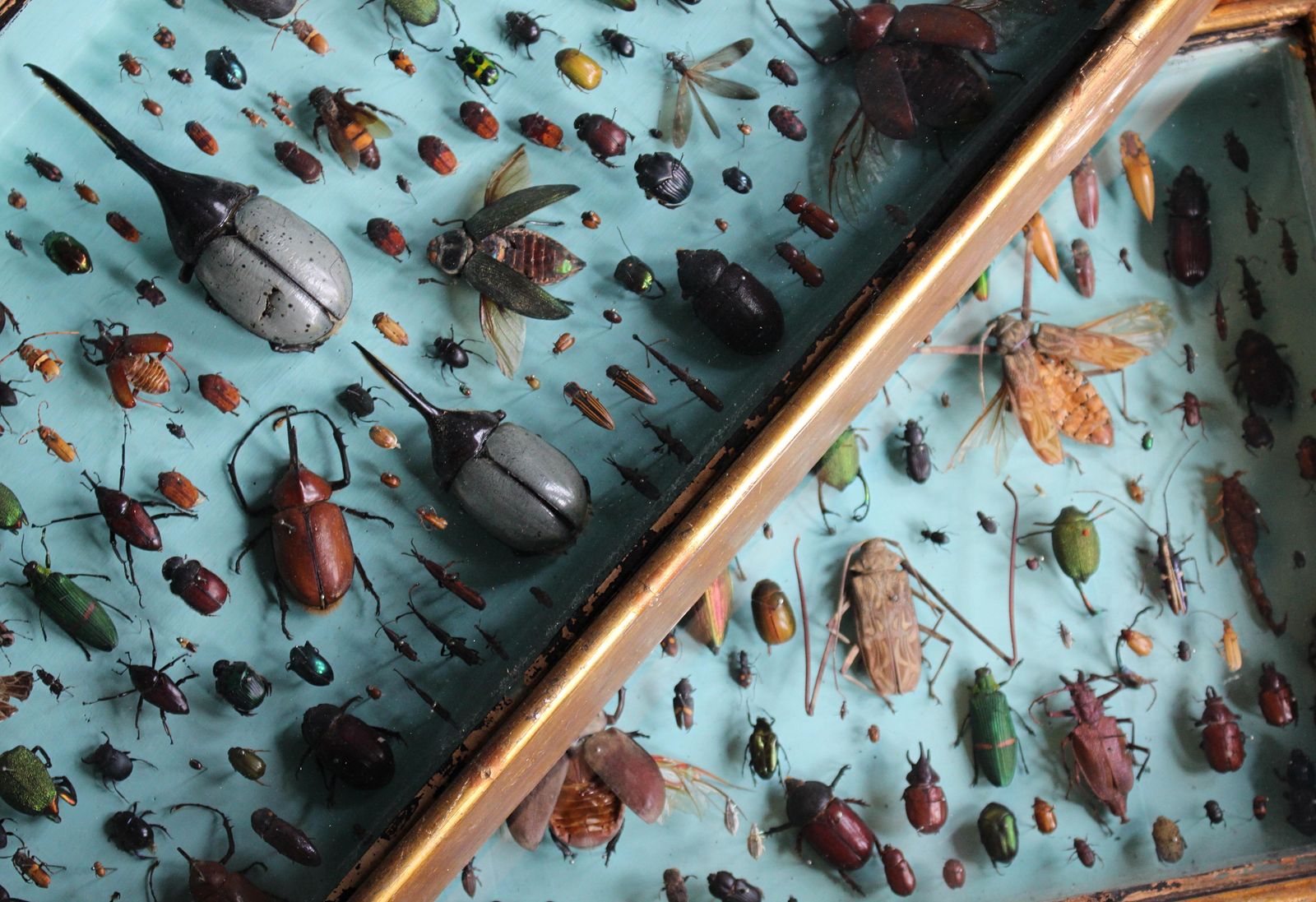 Pair Of Entomology Specimen Display Cases By J T Stockall London Taxidermy Curio photo buy