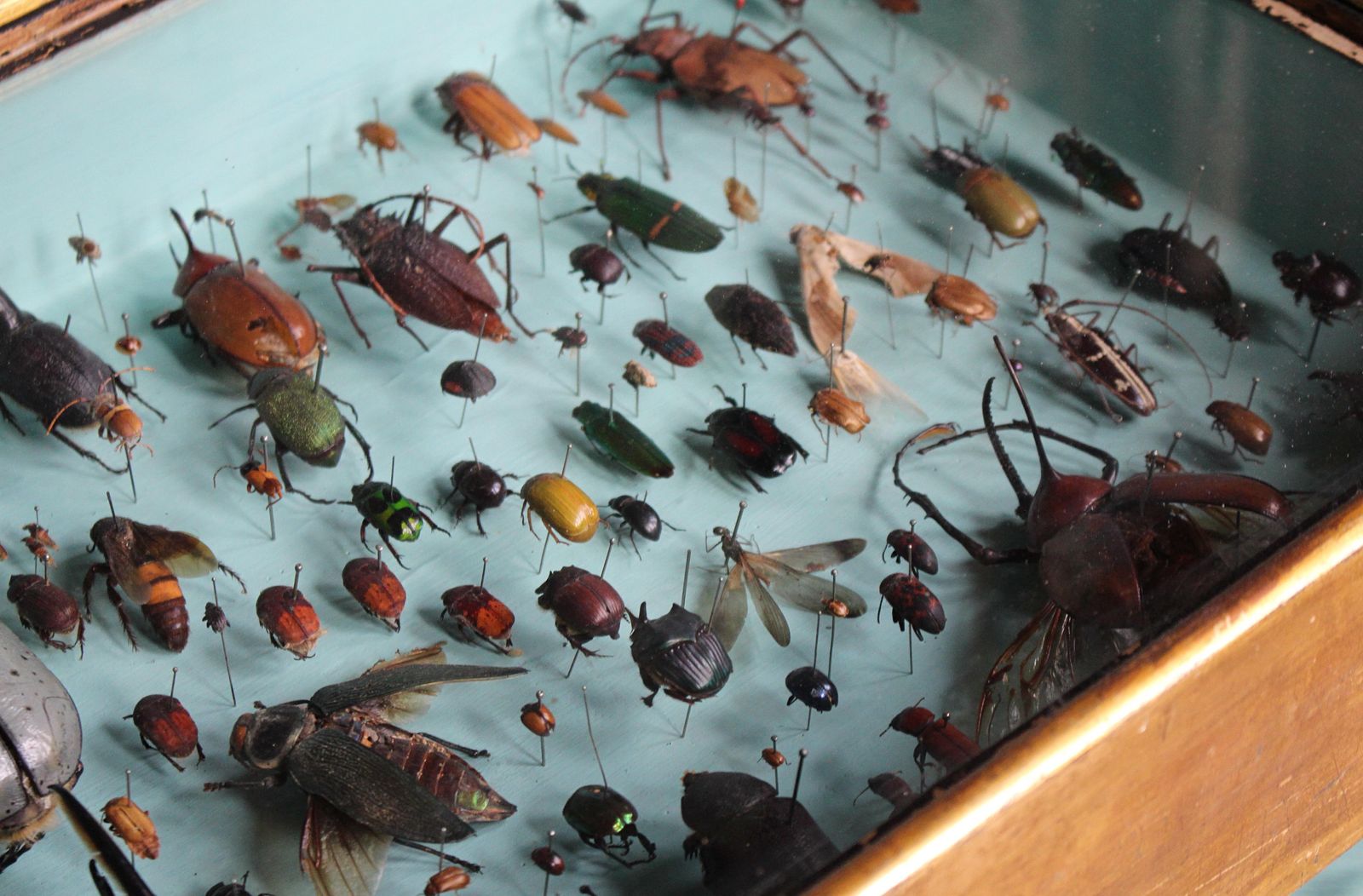 Pair Of Entomology Specimen Display Cases By J T Stockall London Taxidermy Curio photo vintage