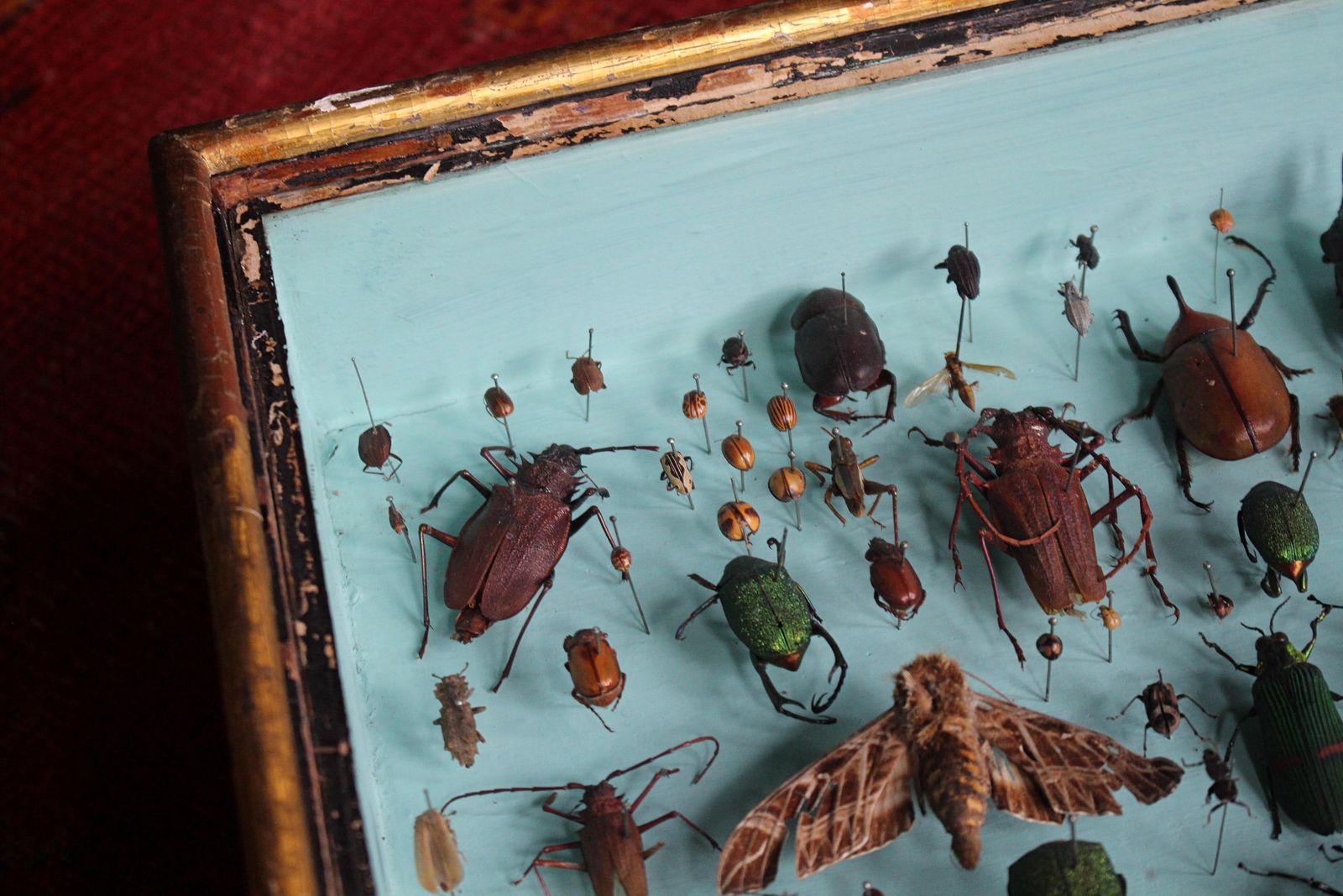 photo furniture Pair Of Entomology Specimen Display Cases By J T Stockall London Taxidermy Curio