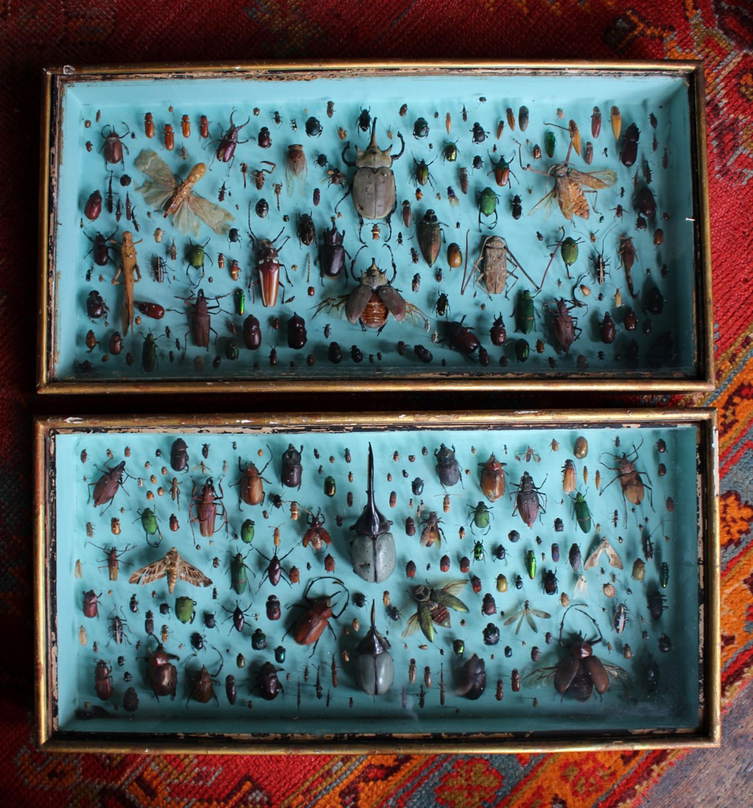 photo buy Pair Of Entomology Specimen Display Cases By J T Stockall London Taxidermy Curio