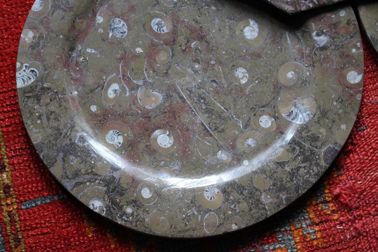 photo for sale Eight Orthoceras & Ammonite Fossil Plates Platters Chargers Natural History