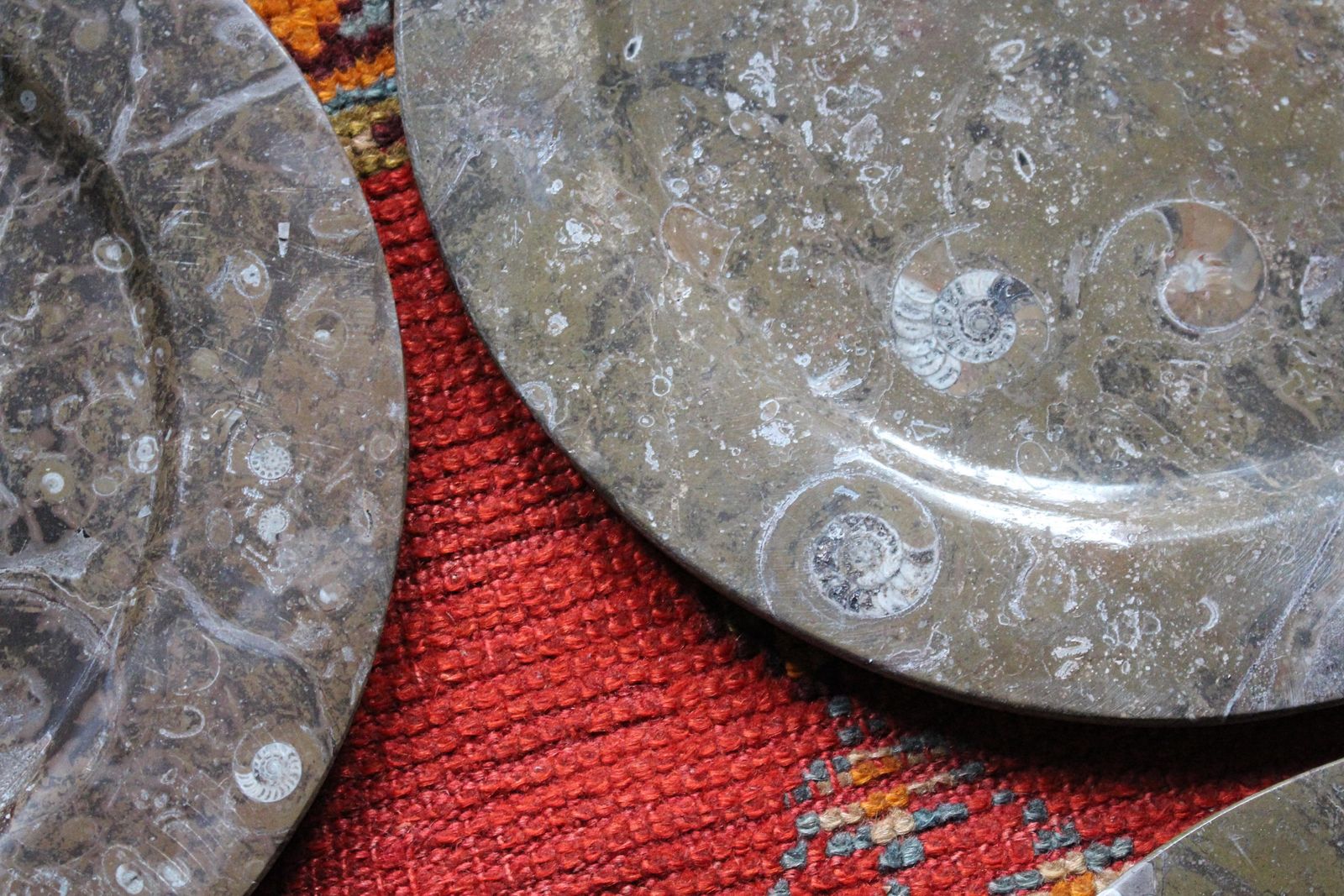 photo vintage Eight Orthoceras & Ammonite Fossil Plates Platters Chargers Natural History