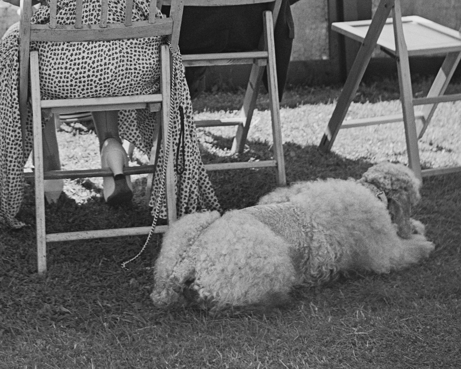 Slim Aarons Newport Tennis Week, 1954   Tennis Tournament Rhode Island Poodle Spectators photo for sale