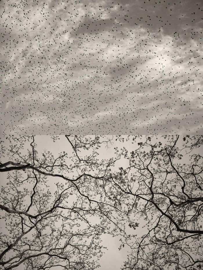 Jaume Llorens Gaia 127   Black And White Photographic Diptych Birds Murmuration Skyline