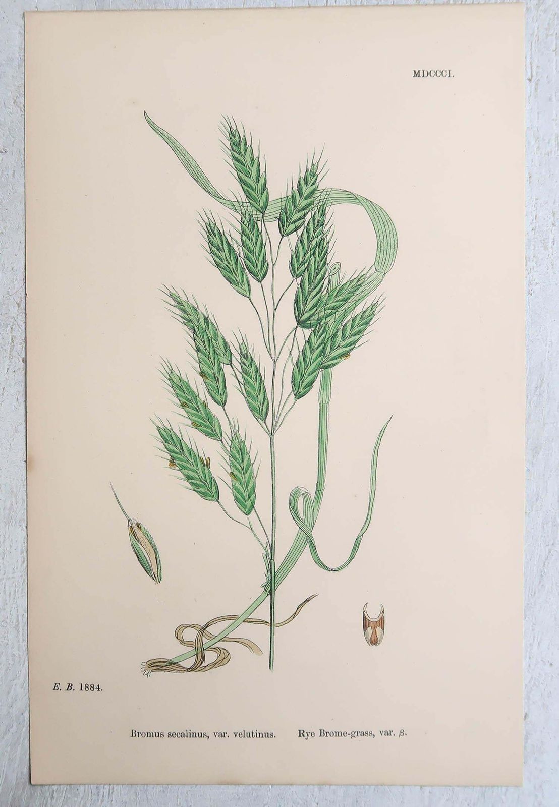 Set Of 16 Original Antique Botanical Prints   Grasses. C.1850 photo buy