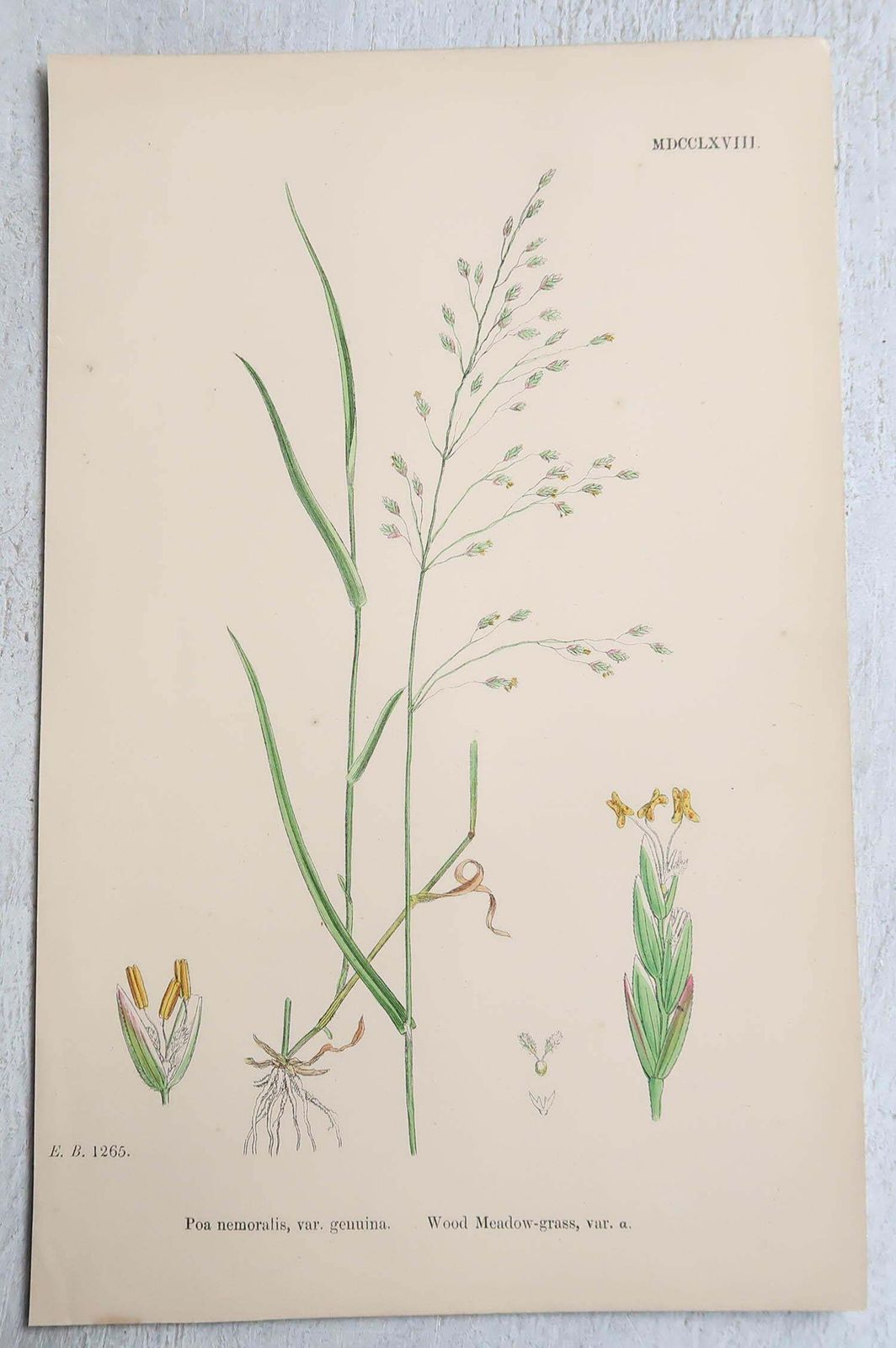Set Of 16 Original Antique Botanical Prints   Grasses. C.1850 photo vintage