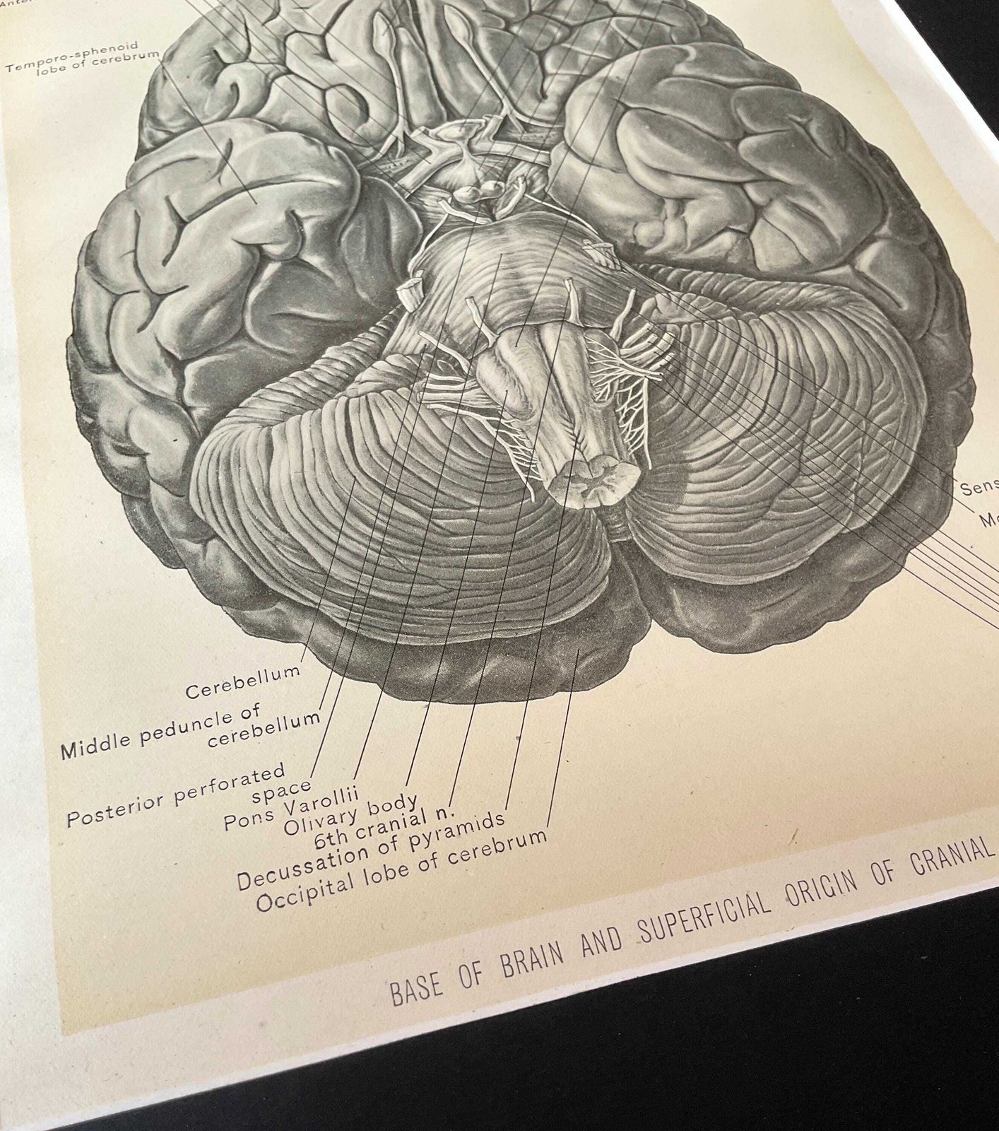 Antieke anatomische gravures uit 1900. Wanddecoratie. photo vintage