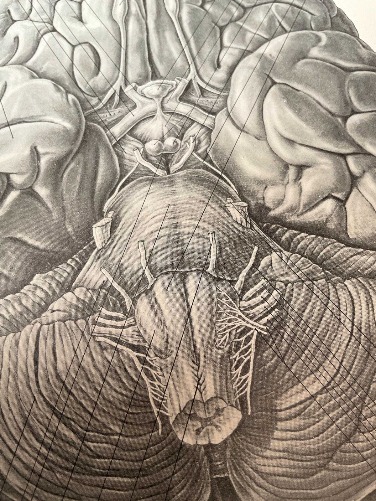 Kunst Antieke anatomische gravures uit 1900. Wanddecoratie. photo