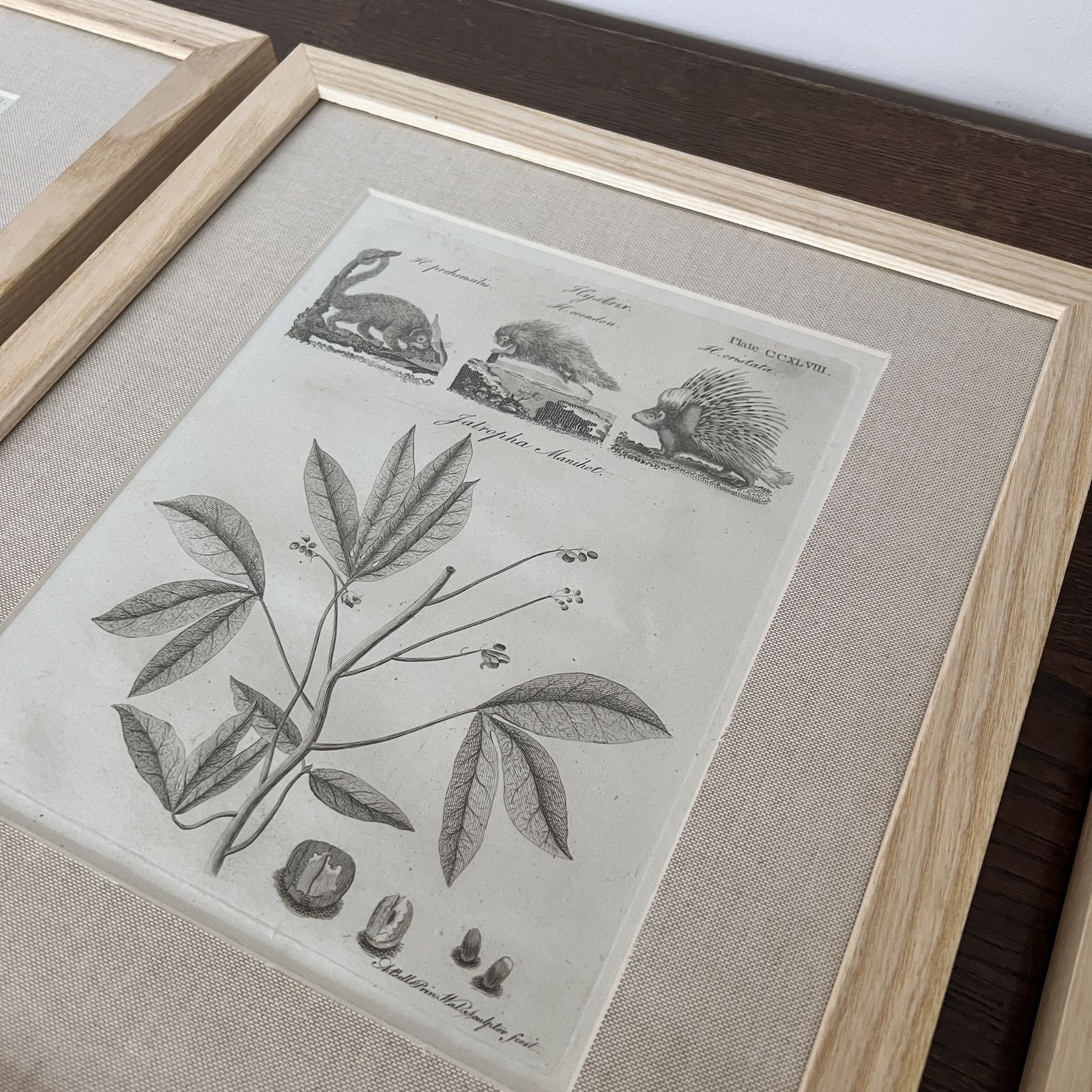 Framed Prints photo Art
