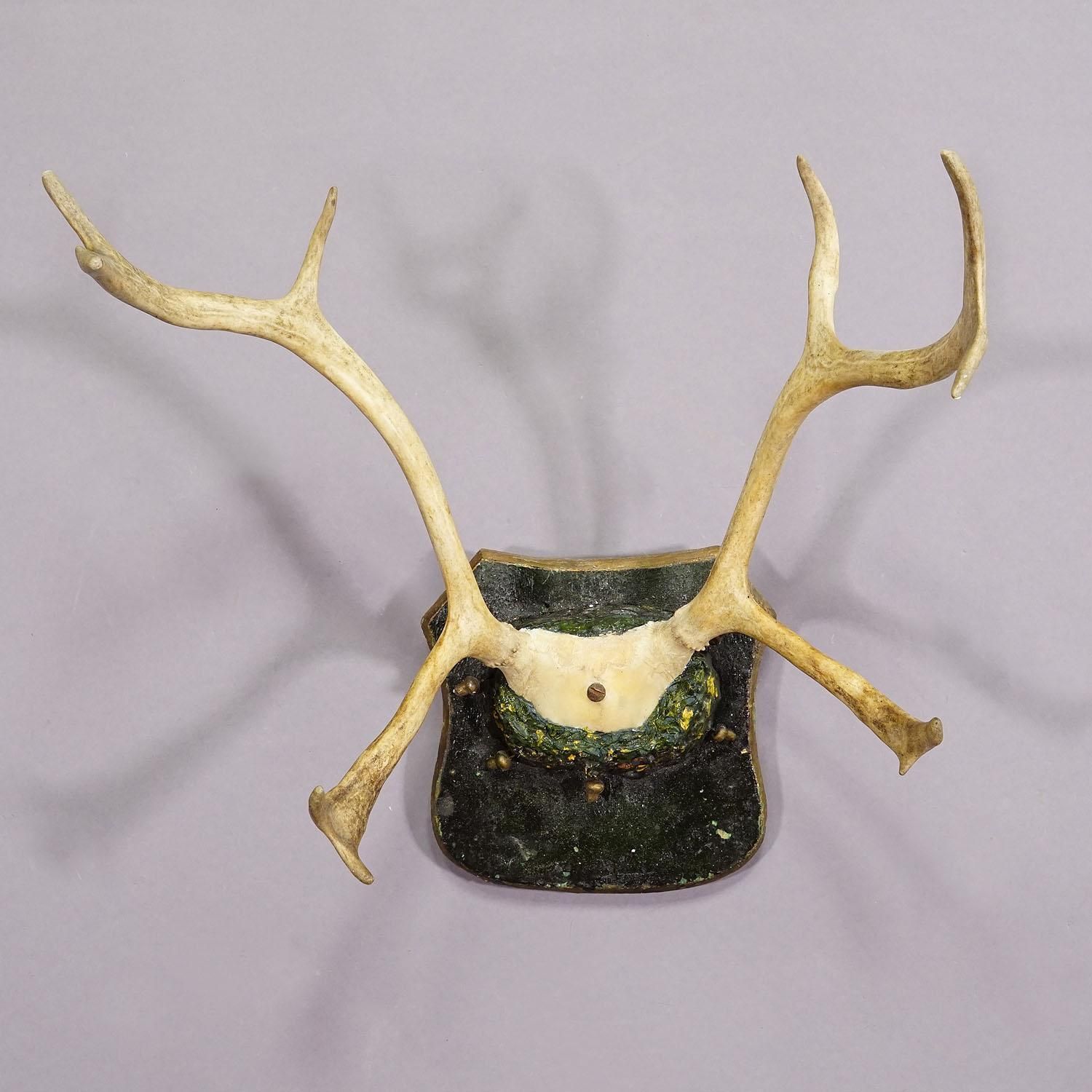 Antique Reindeer Antler Mount Taxidermy Cabin Decor Skull Antlers photo Home Decor