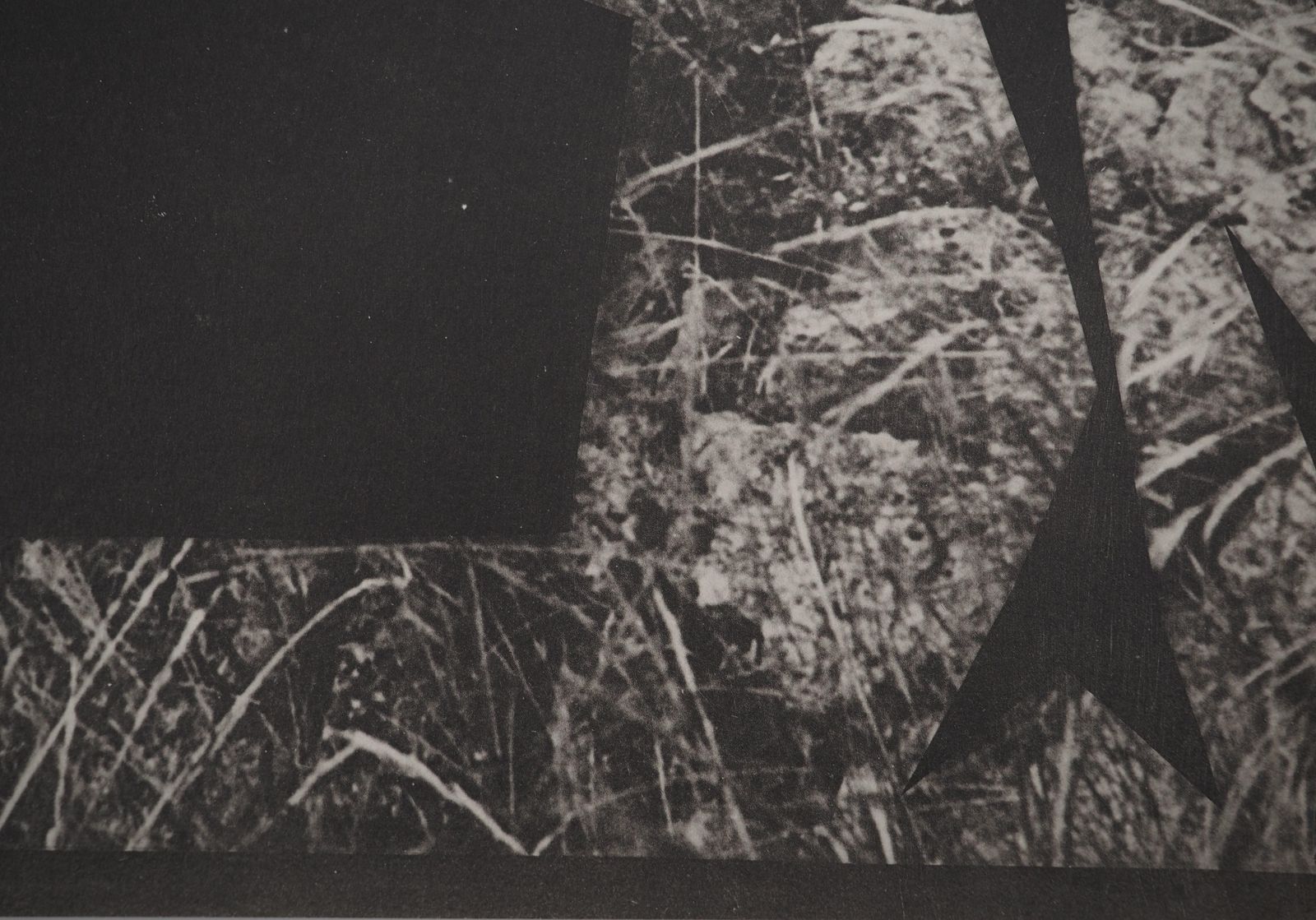 Pablo Picassodiurnes: Jacqueline's Tree   Original Collotype And Stencil (Cramer #115)1960 photo 302.0