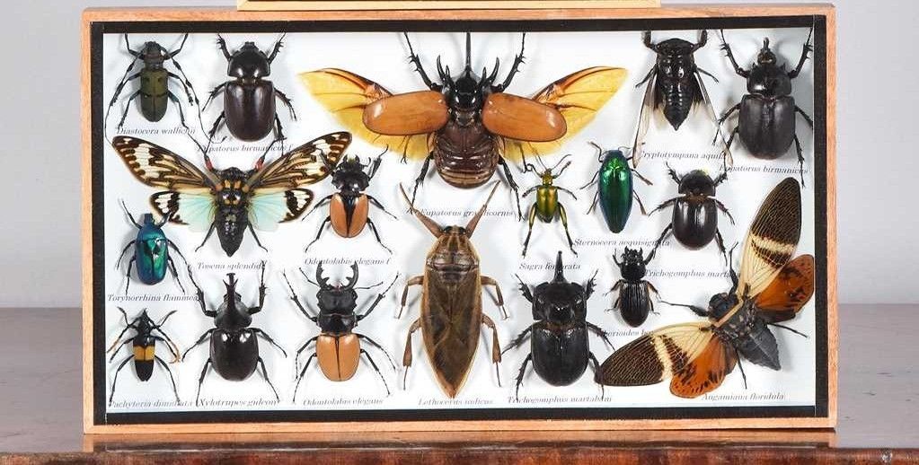 Entomology Cased Beetle Collection Specimen