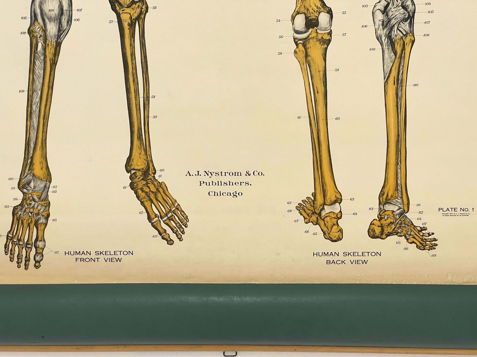 Aj Nystrom & Co. American Frohse Anatomical Chart photo Art