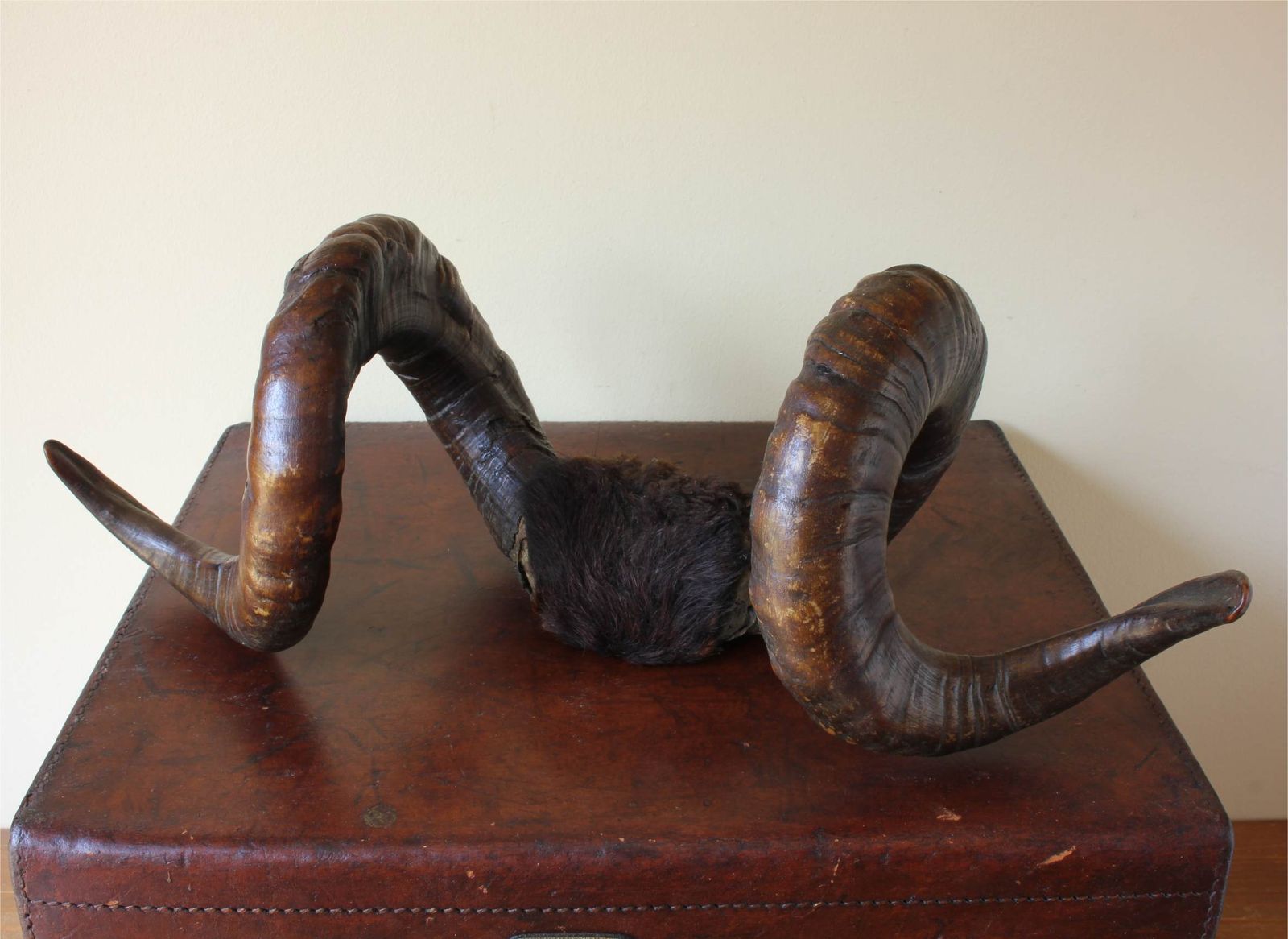 Antique Taxidermy Ram's Horns. Victorian Wall Hanging Male Sheep Horn. photo for sale